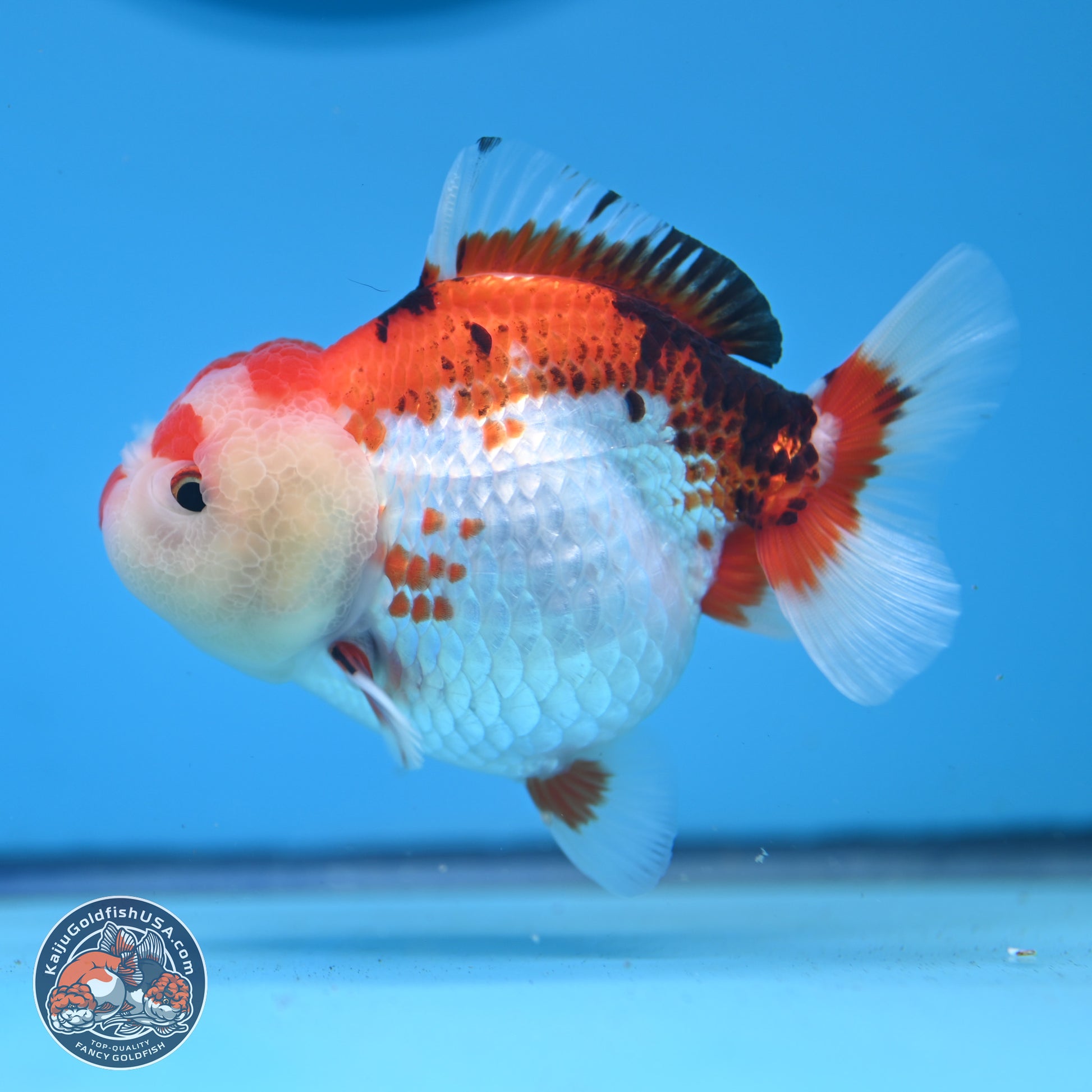 Tricolor Oranda 3.5-4.5 inches (241004_OR09) - Kaiju Goldfish USA