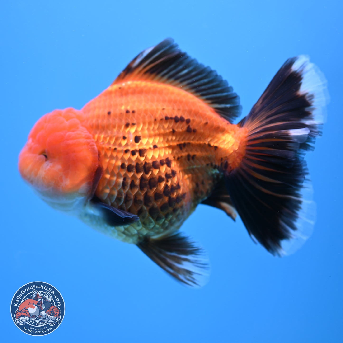 Apache Broad Tail Oranda 5 inches - Female (241115_OR09) - Kaiju Goldfish USA