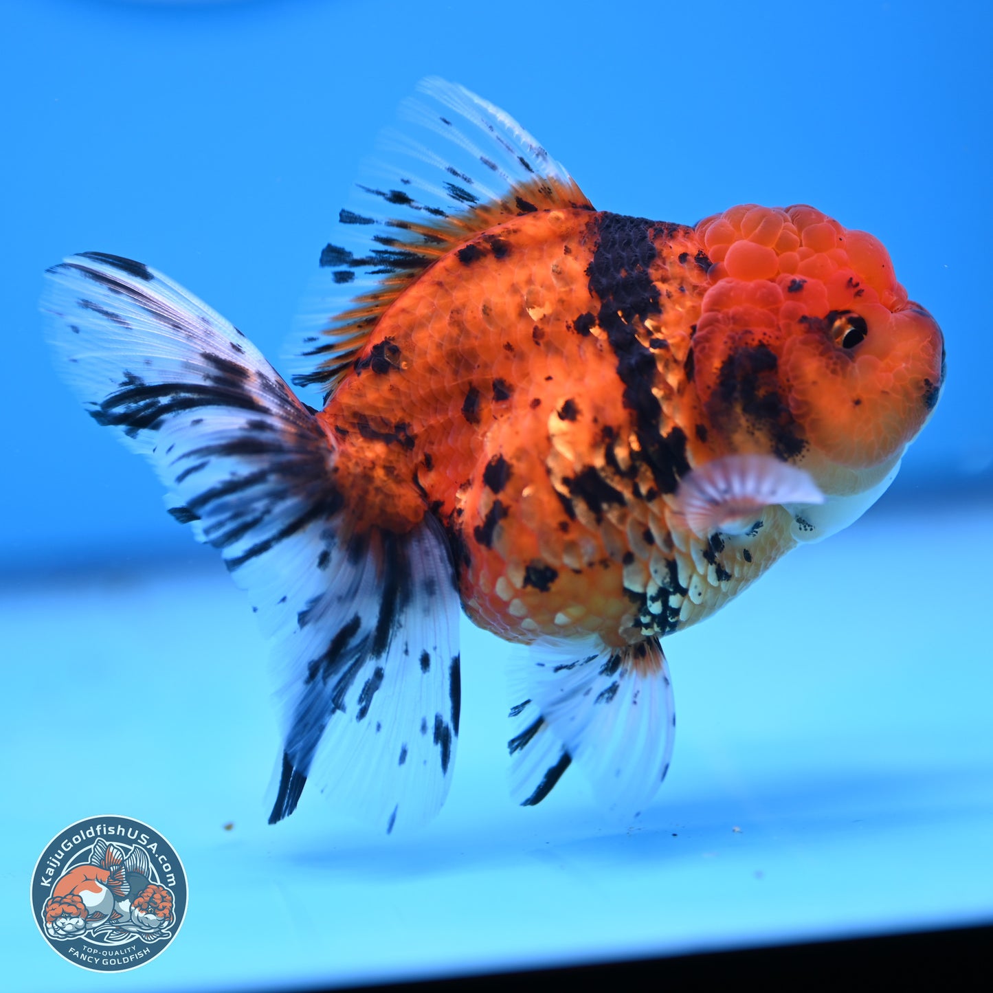 Shogun Tiger Rose Tail Oranda 3.75in Body (240802_OR09) - Kaiju Goldfish USA