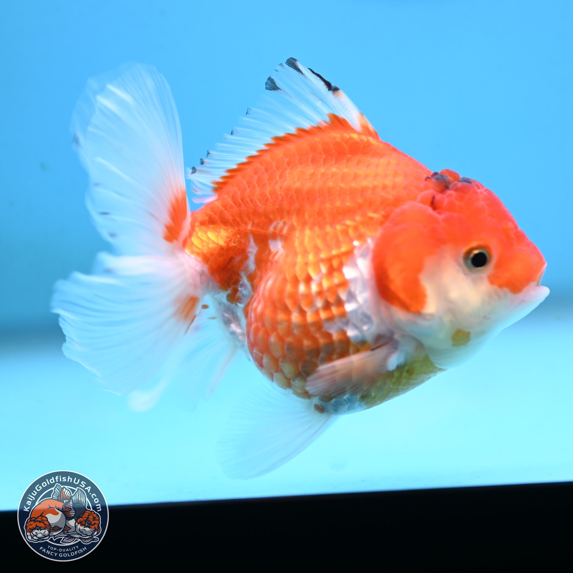 Red White YuanBao Oranda 3.5 inches Body - Female (250117_OR09) - Kaiju Goldfish USA