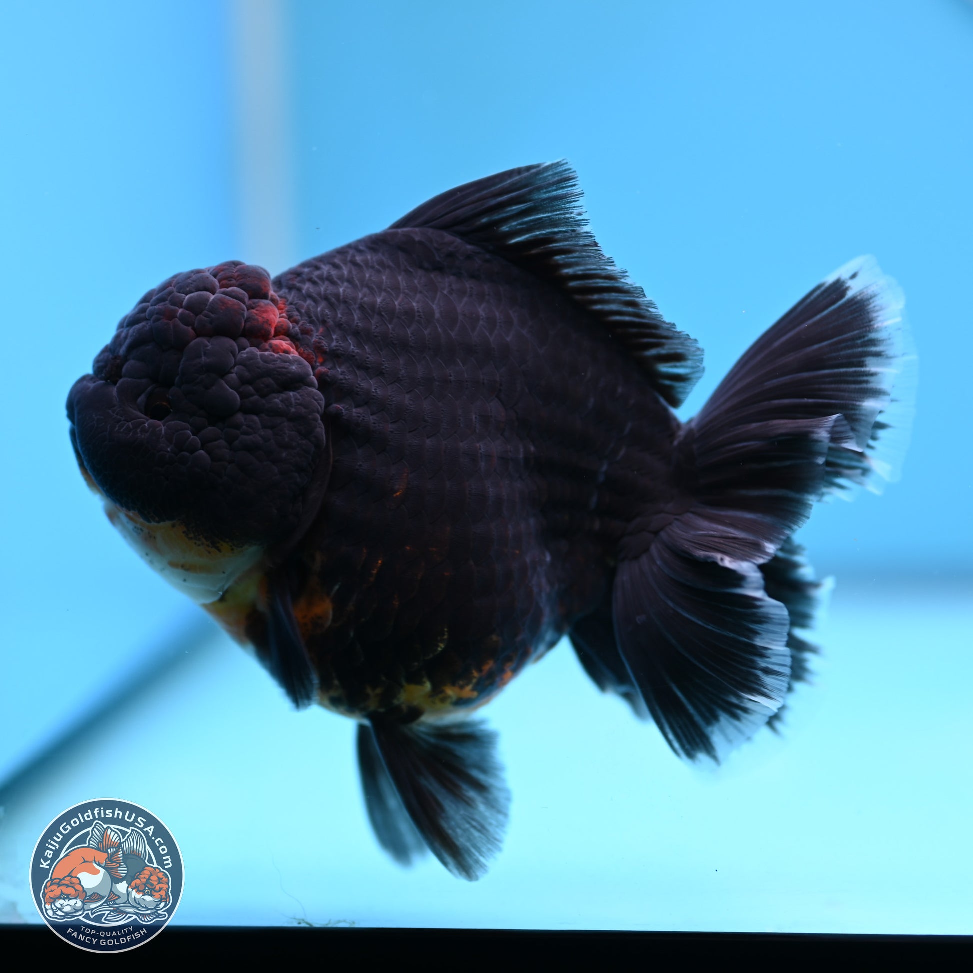 Kirin Rose Tail Oranda 5 inches (241025_OR9) - Kaiju Goldfish USA