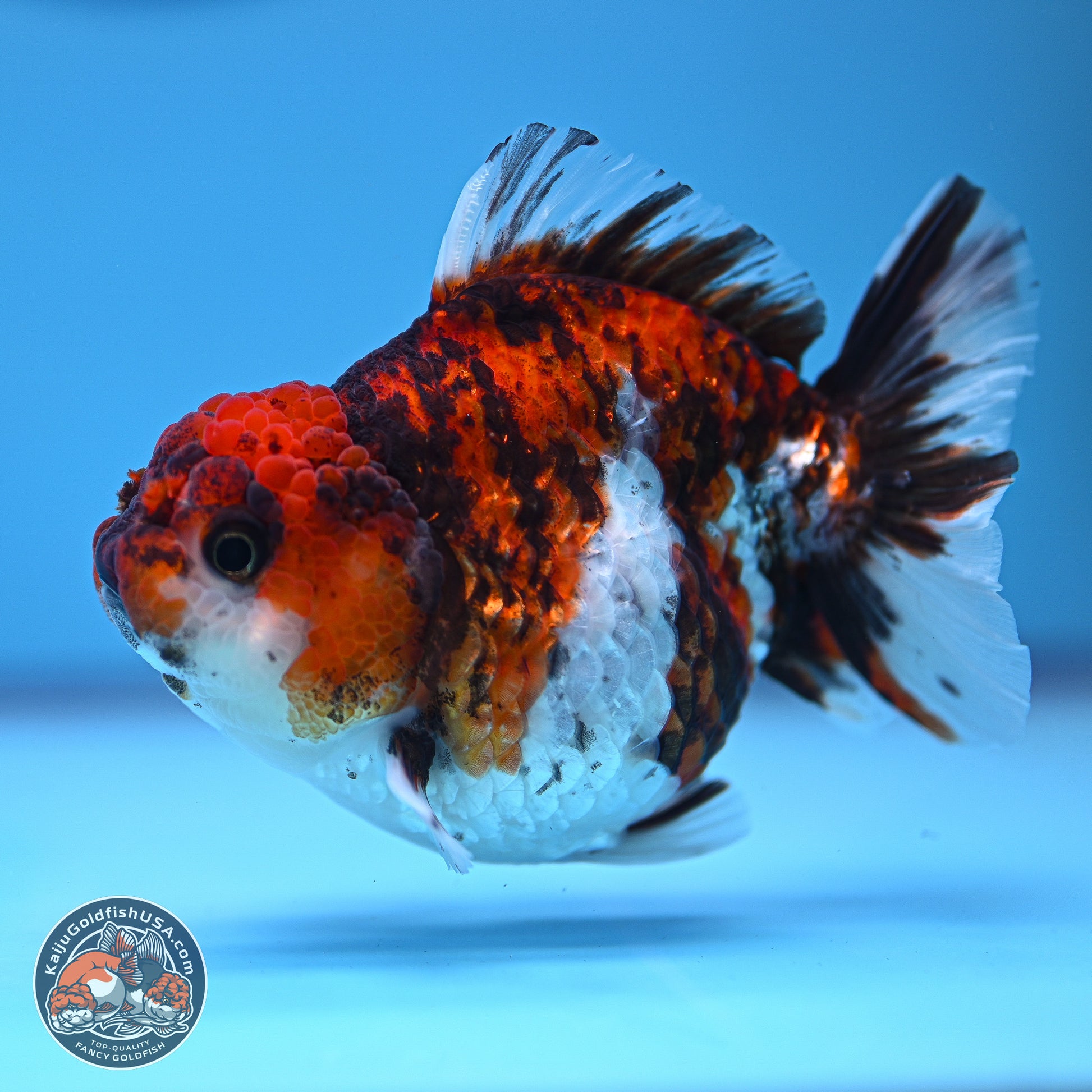 Tricolor Tiger YuanBao Oranda 3.5-4 inches (240920_OR09) - Kaiju Goldfish USA