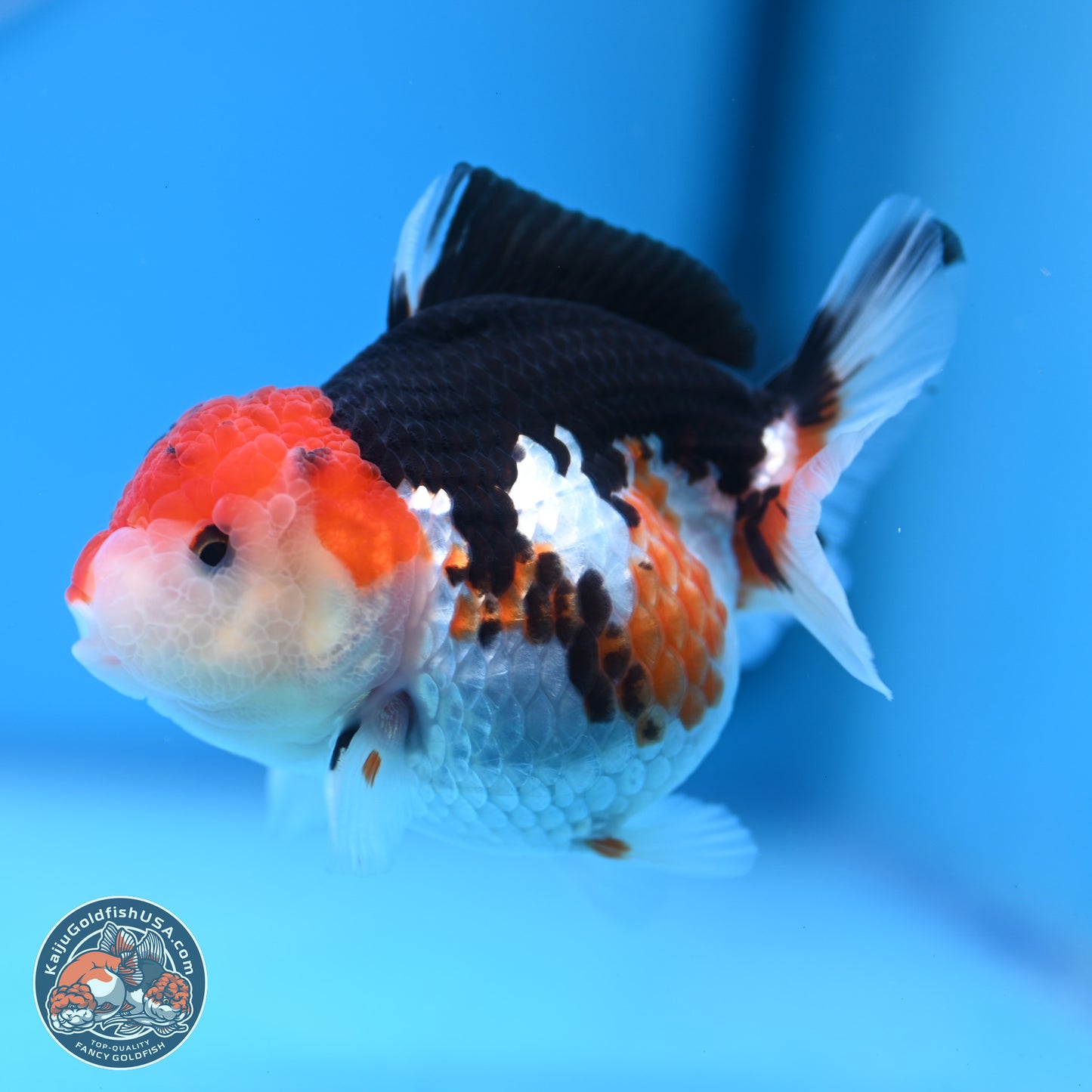 Tricolor Oranda 3.5-4.5 inches (240913_OR09) - Kaiju Goldfish USA