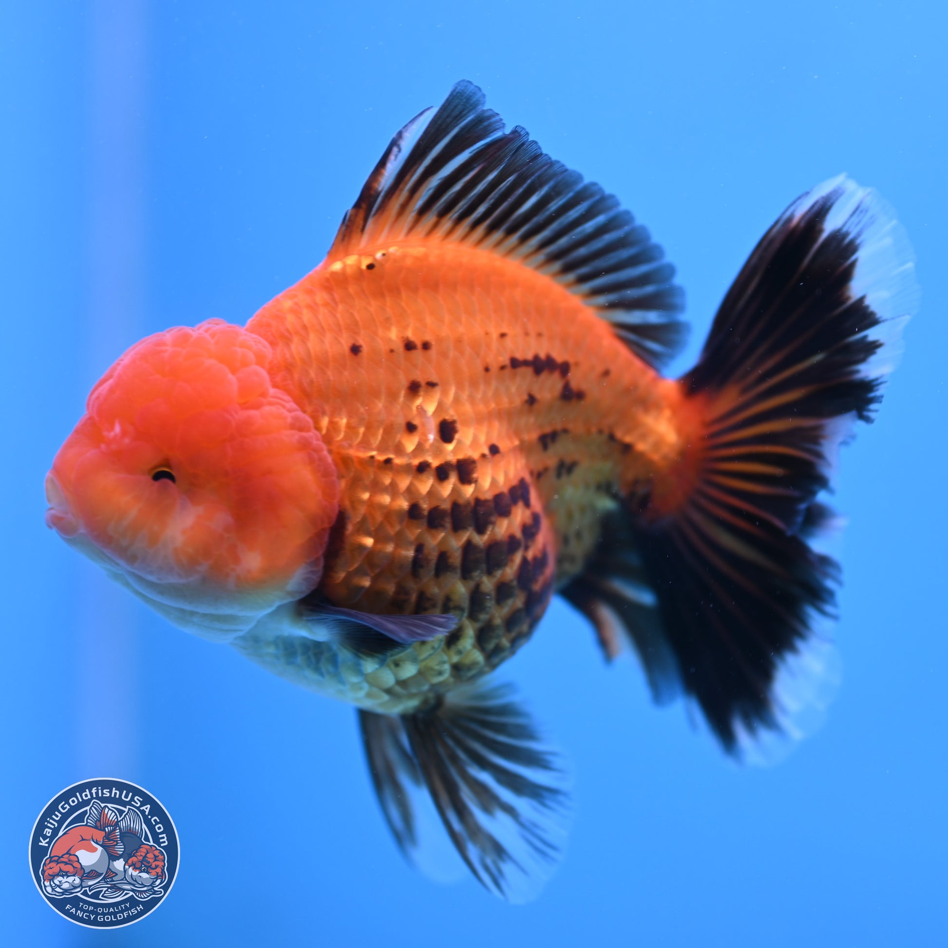 Apache Broad Tail Oranda 5 inches - Female (241115_OR09) - Kaiju Goldfish USA