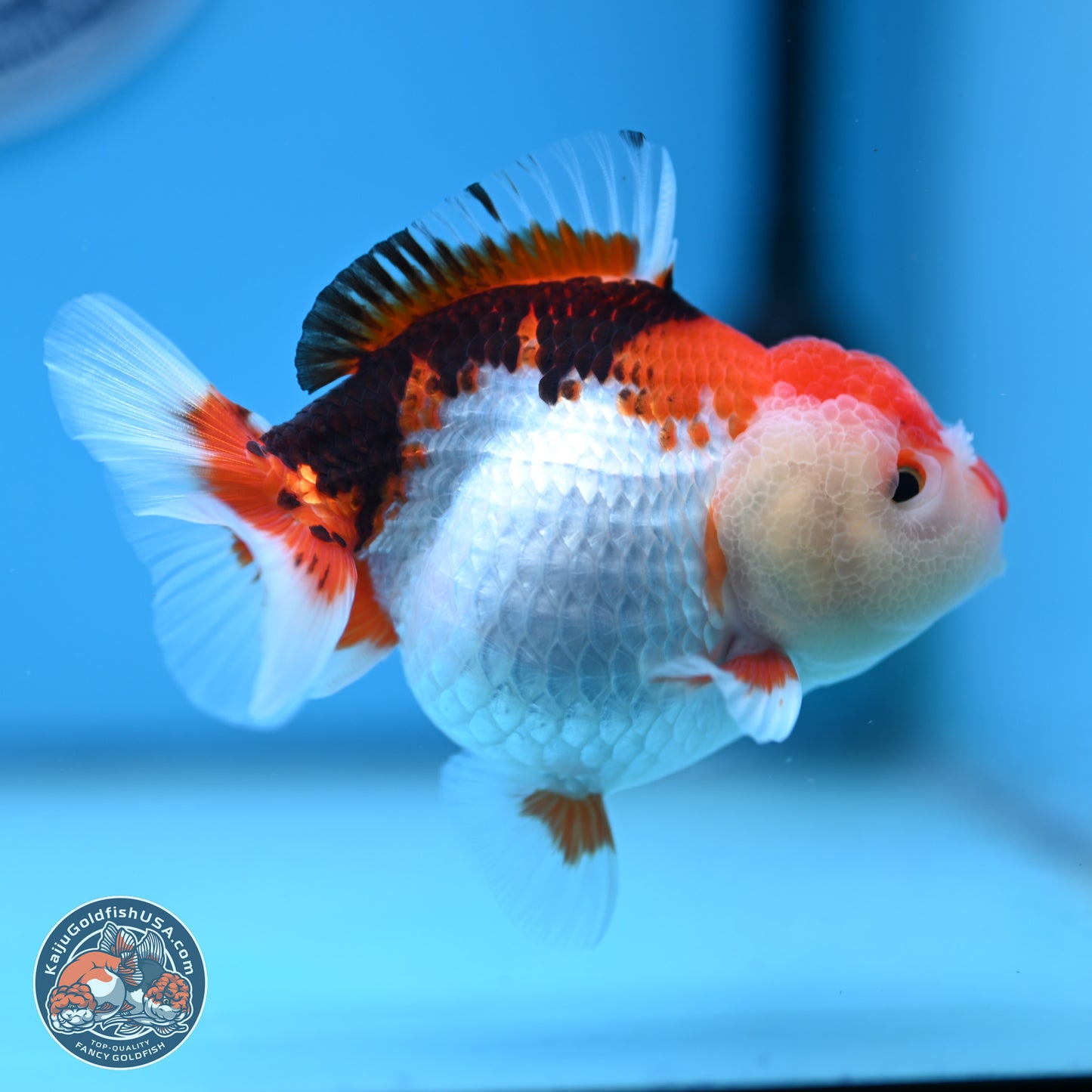 Tricolor Oranda 3.5-4.5 inches (241004_OR09) - Kaiju Goldfish USA