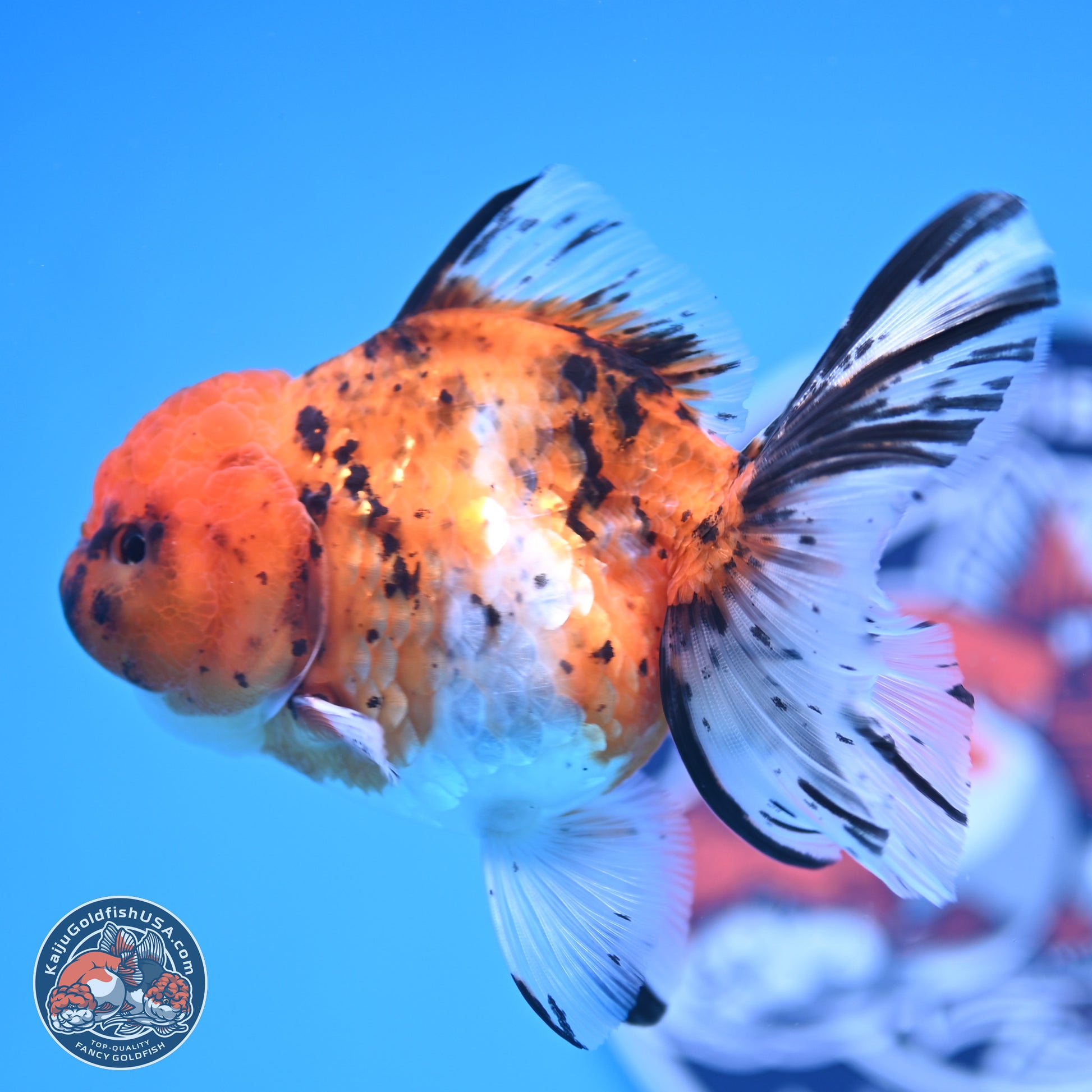 Shogun Tricolor Rose Tail Oranda 3.5in Body (240816_OR09) - Kaiju Goldfish USA