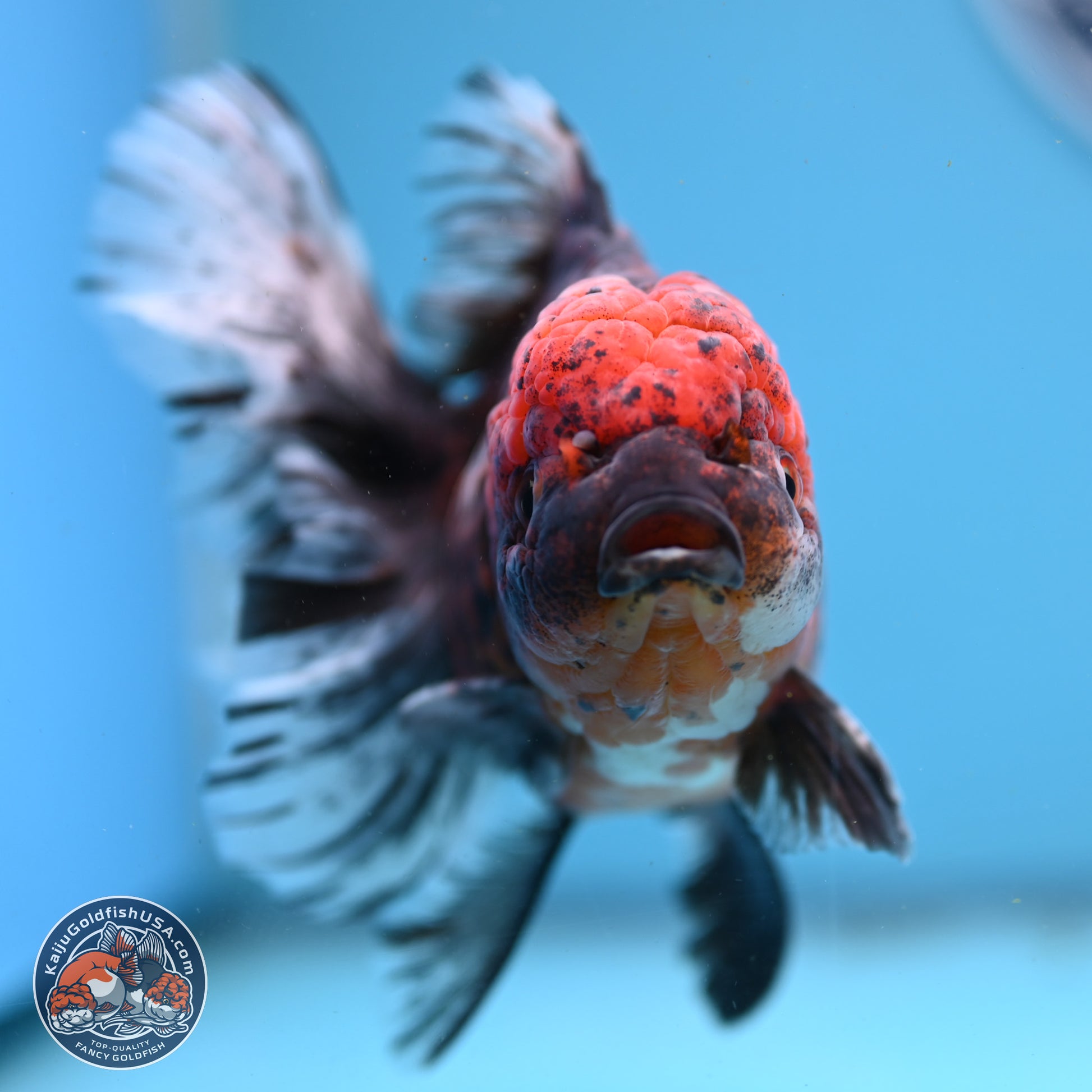 Red Kirin Rose Tail Oranda 6 inches - Female (241122_OR09) - Kaiju Goldfish USA