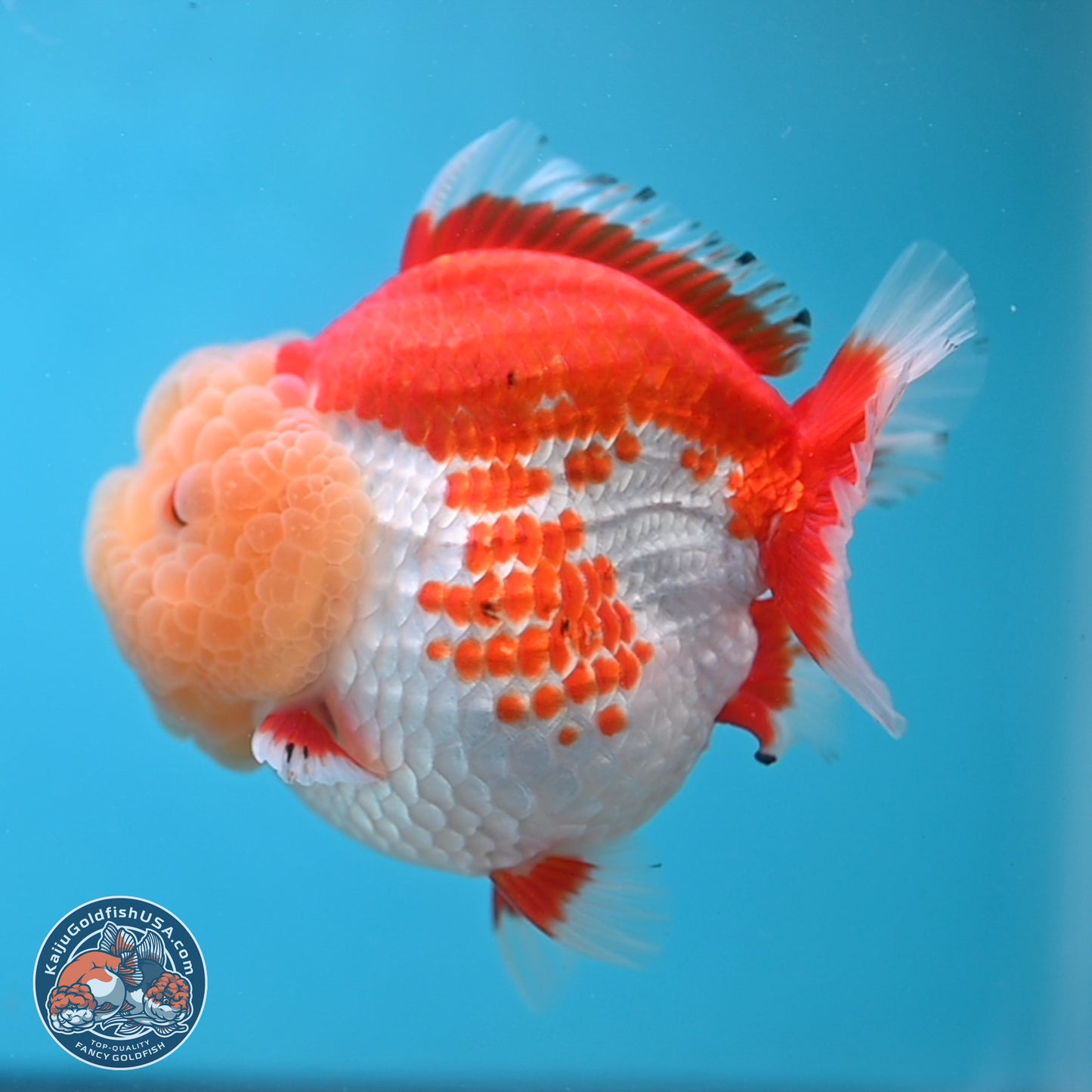 Jade Head Red White YuanBao Oranda 4 inches Body - Female (250131_OR09)