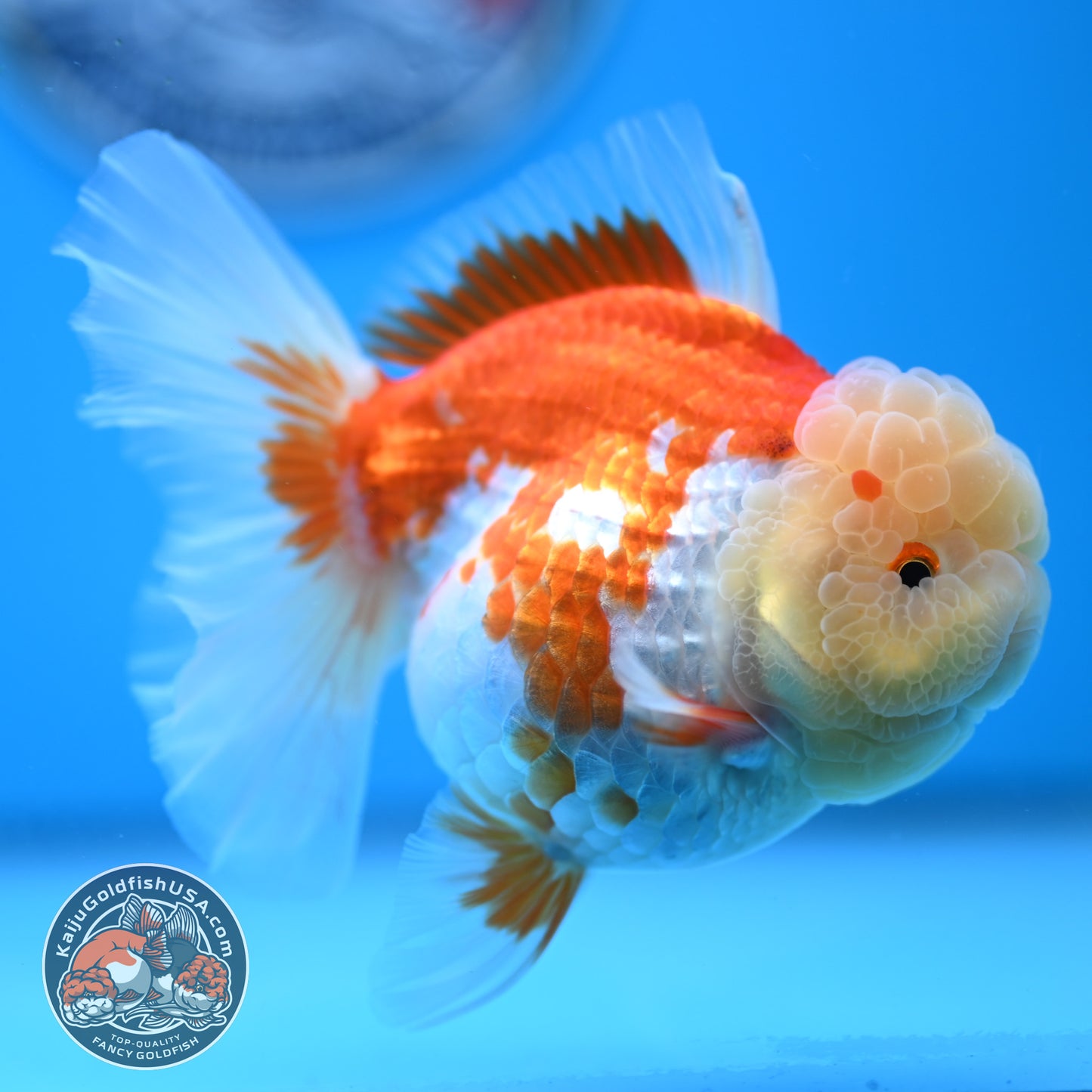 Red White Rose Tail Oranda 3.5 inches Body (250523_OR09)