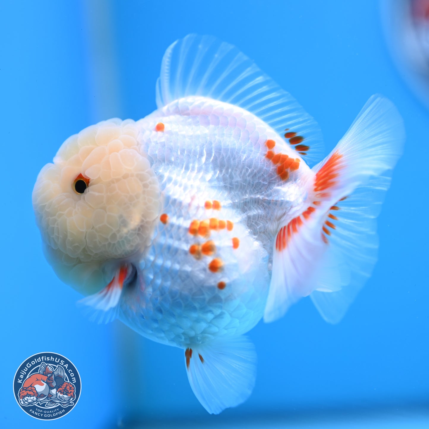 Jade Head Polkadot Red White YuanBao Oranda 3.5 inches Body - Female (250307_OR09)