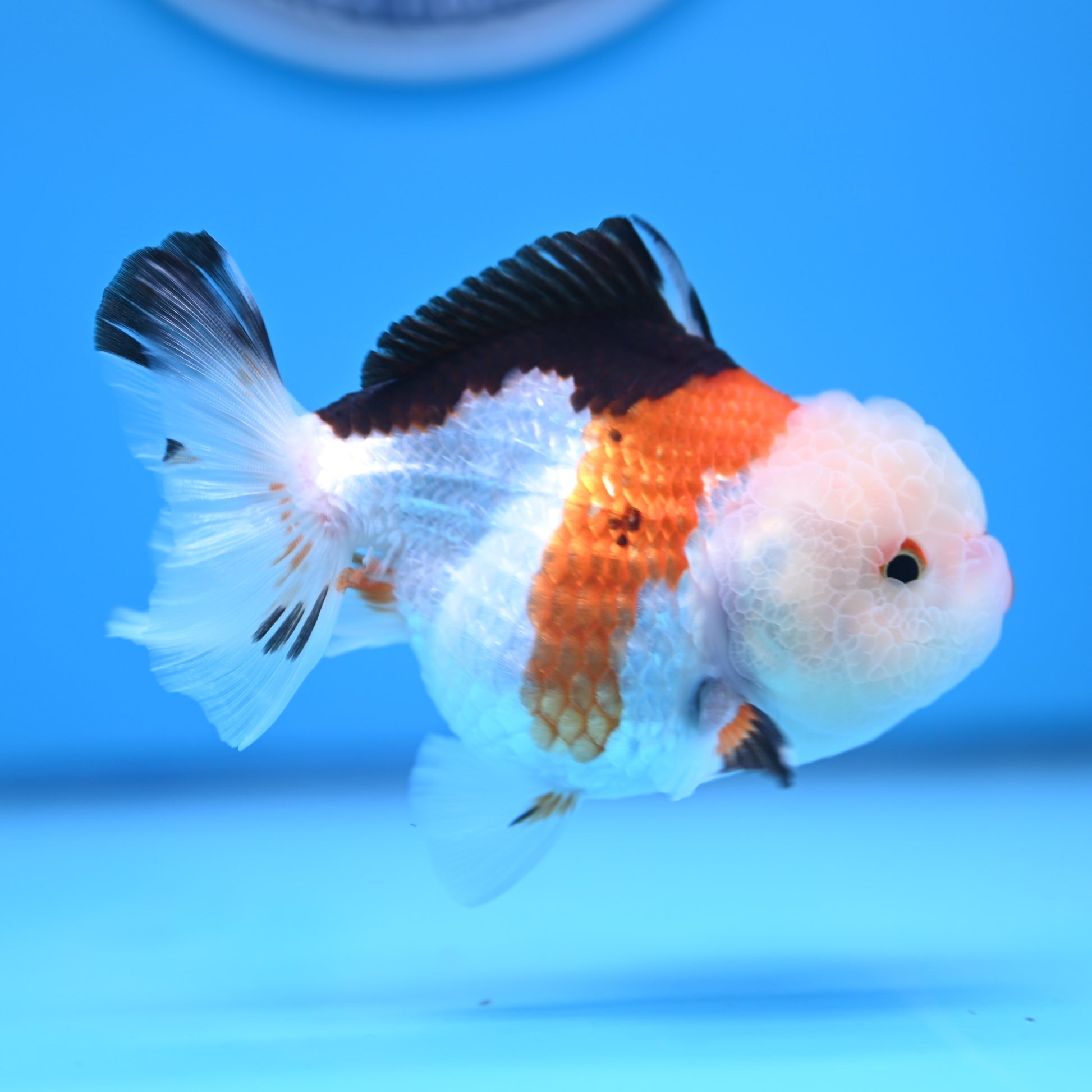 Tricolor Oranda 3.5-4 inches (241011_OR09) - Kaiju Goldfish USA