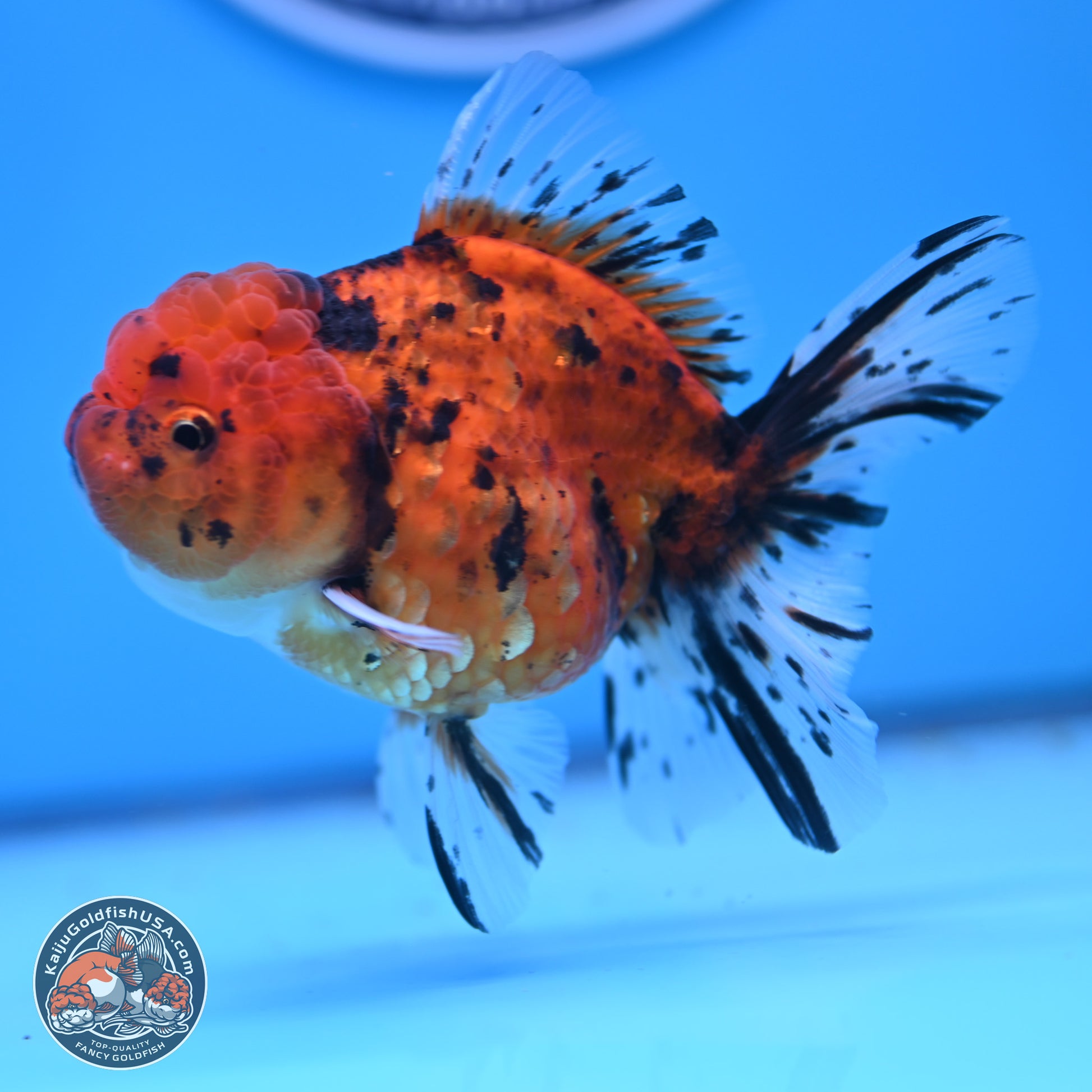 Shogun Tiger Rose Tail Oranda 3.75in Body (240802_OR09) - Kaiju Goldfish USA