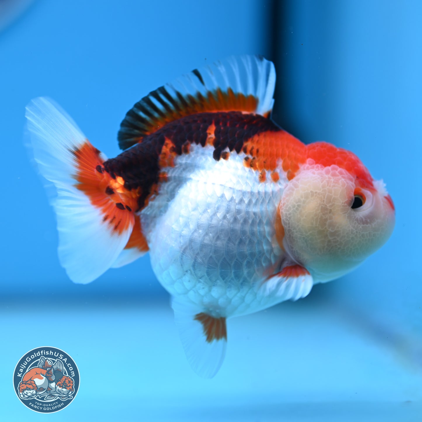 Tricolor Oranda 3.5-4.5 inches (241004_OR09) - Kaiju Goldfish USA