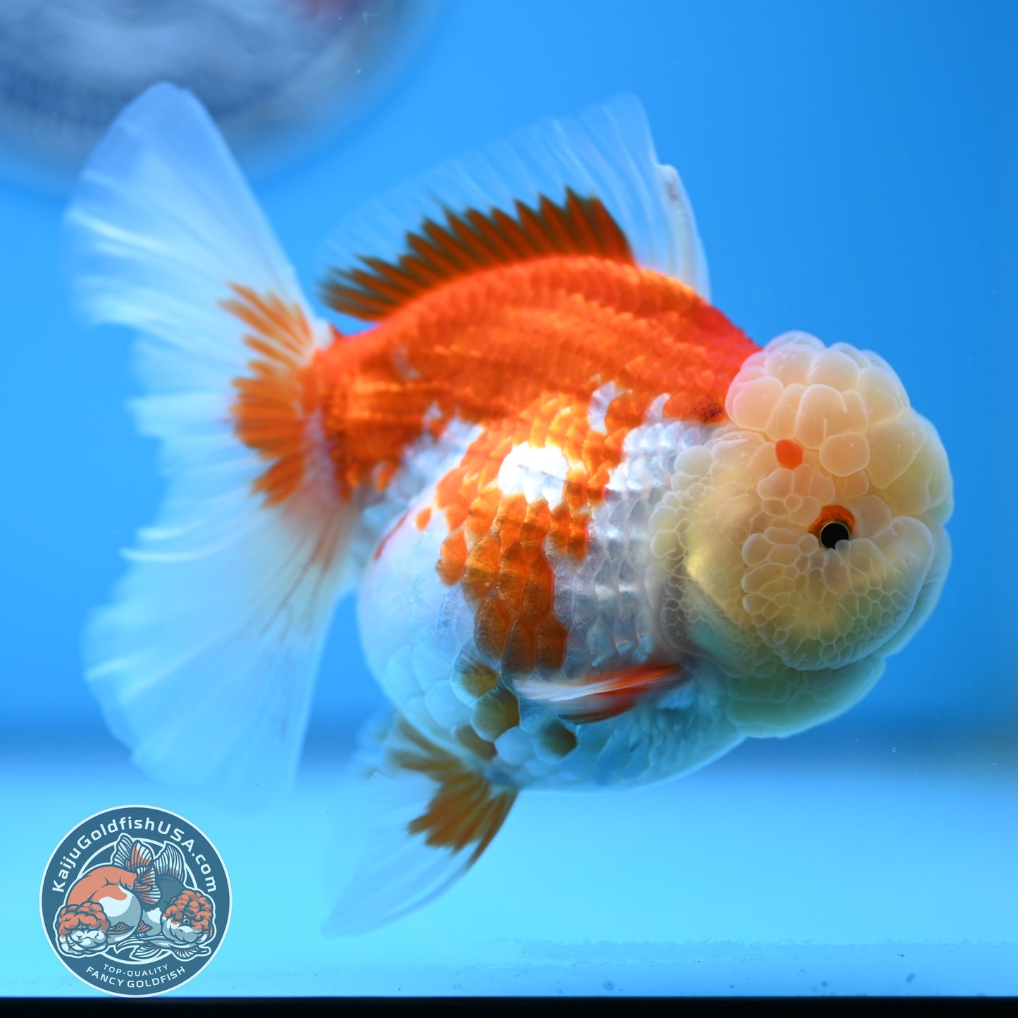 Red White Rose Tail Oranda 3.5 inches Body (250523_OR09)