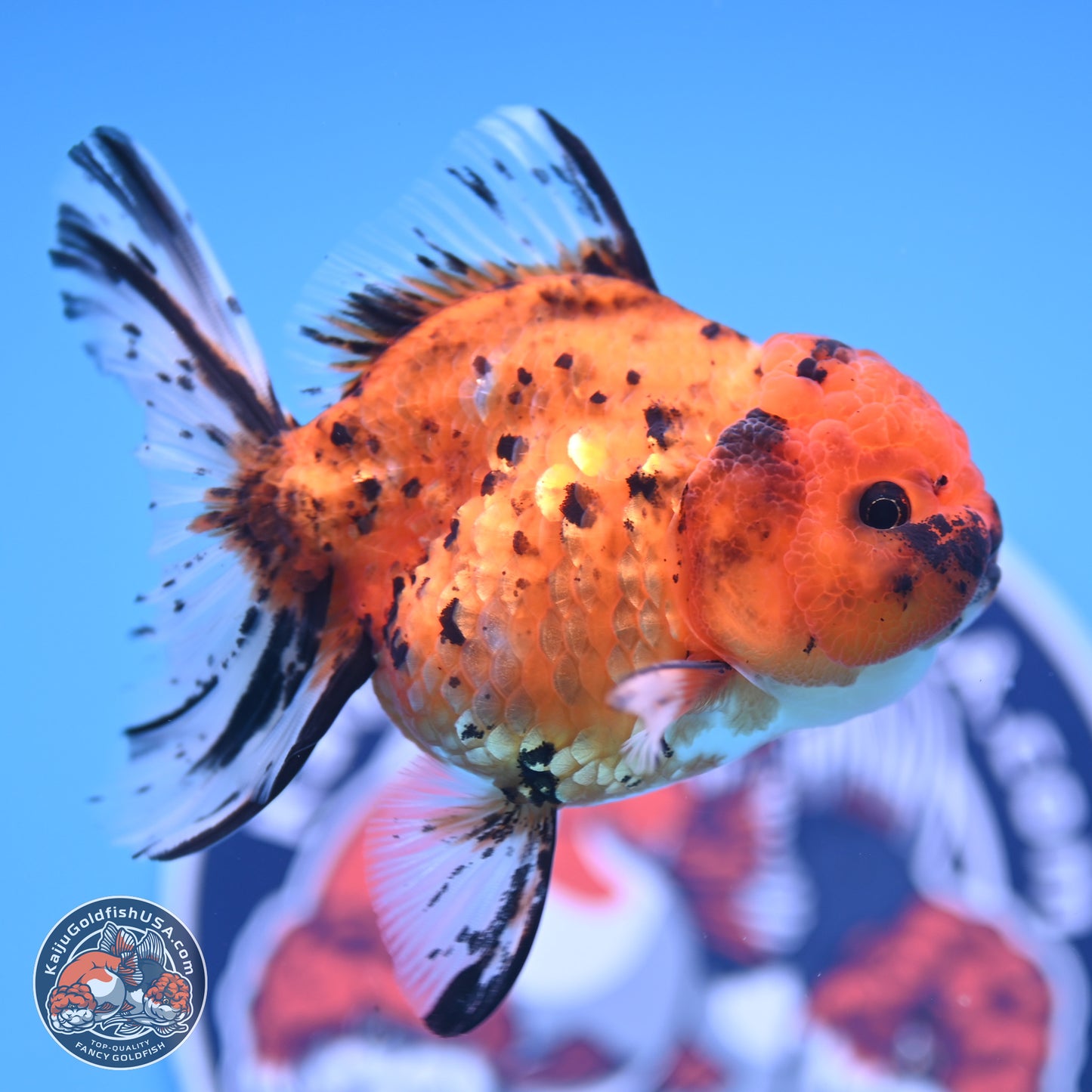 Shogun Tricolor Rose Tail Oranda 3.5in Body (240816_OR09) - Kaiju Goldfish USA