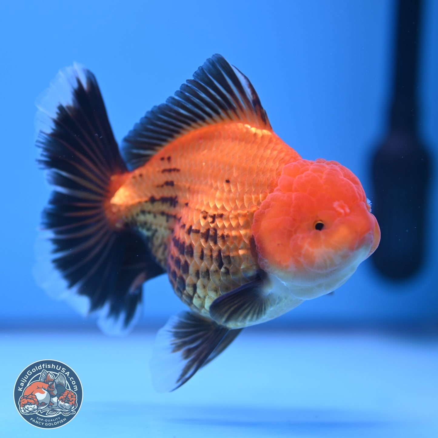 Apache Broad Tail Oranda 5 inches - Female (241115_OR09) - Kaiju Goldfish USA