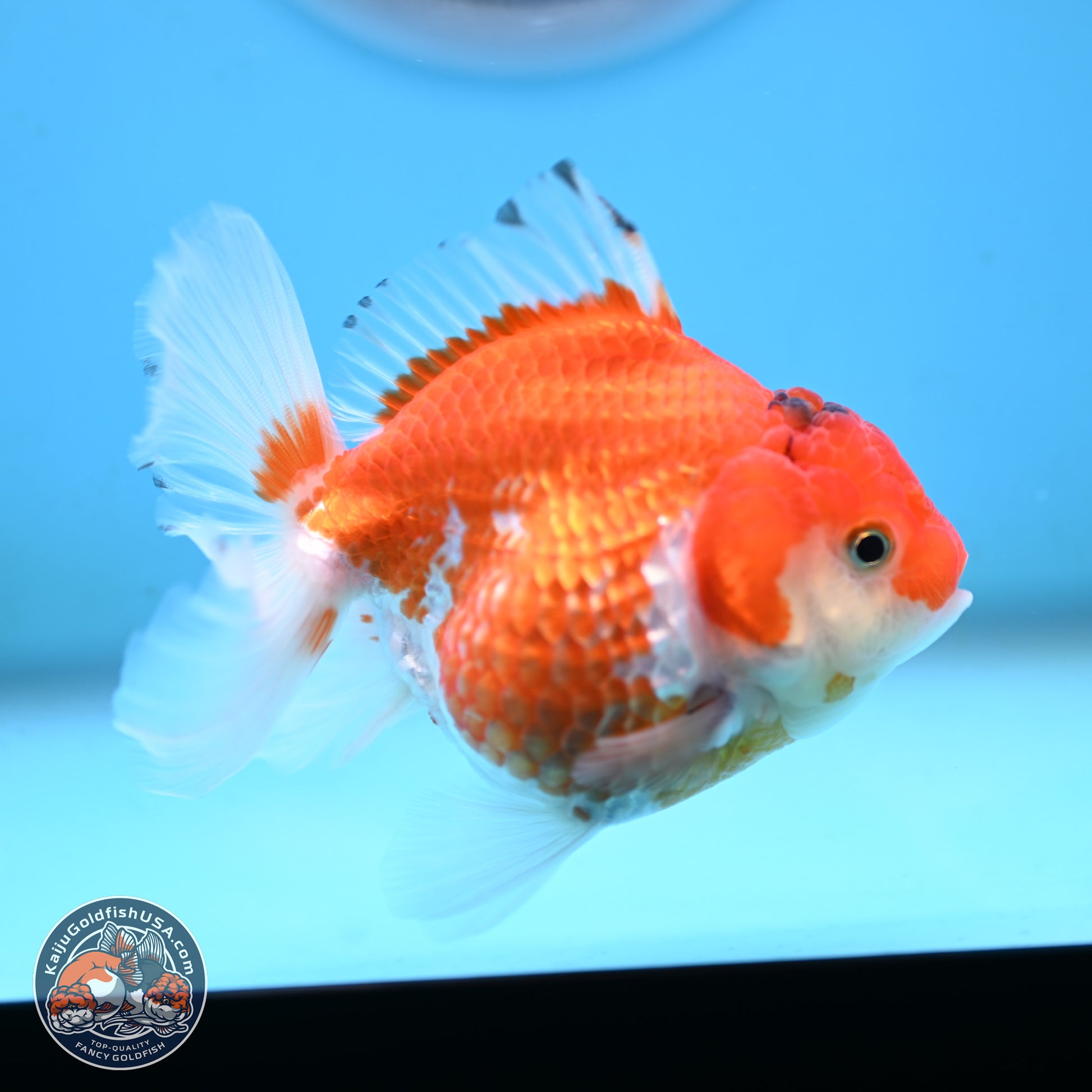 Red White YuanBao Oranda 3.5 inches Body - Female (250117_OR09) - Kaiju Goldfish USA