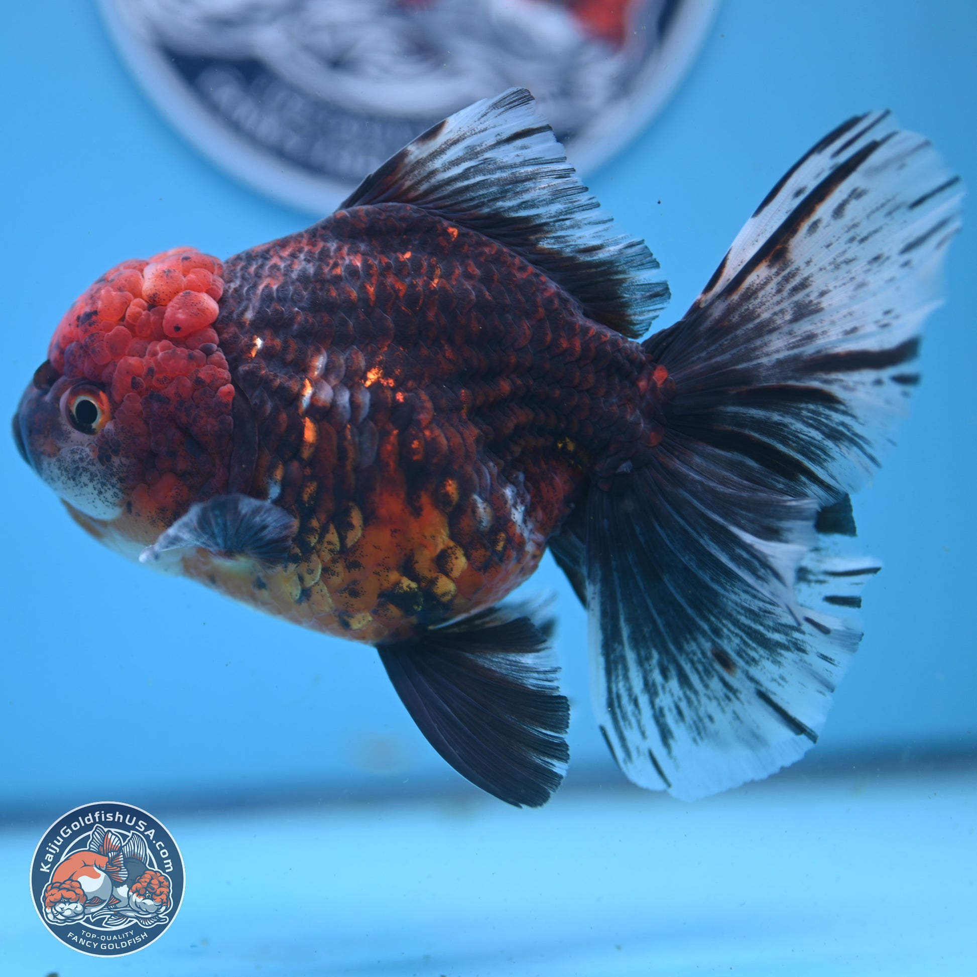 Red Kirin Rose Tail Oranda 6 inches - Female (241122_OR09) - Kaiju Goldfish USA