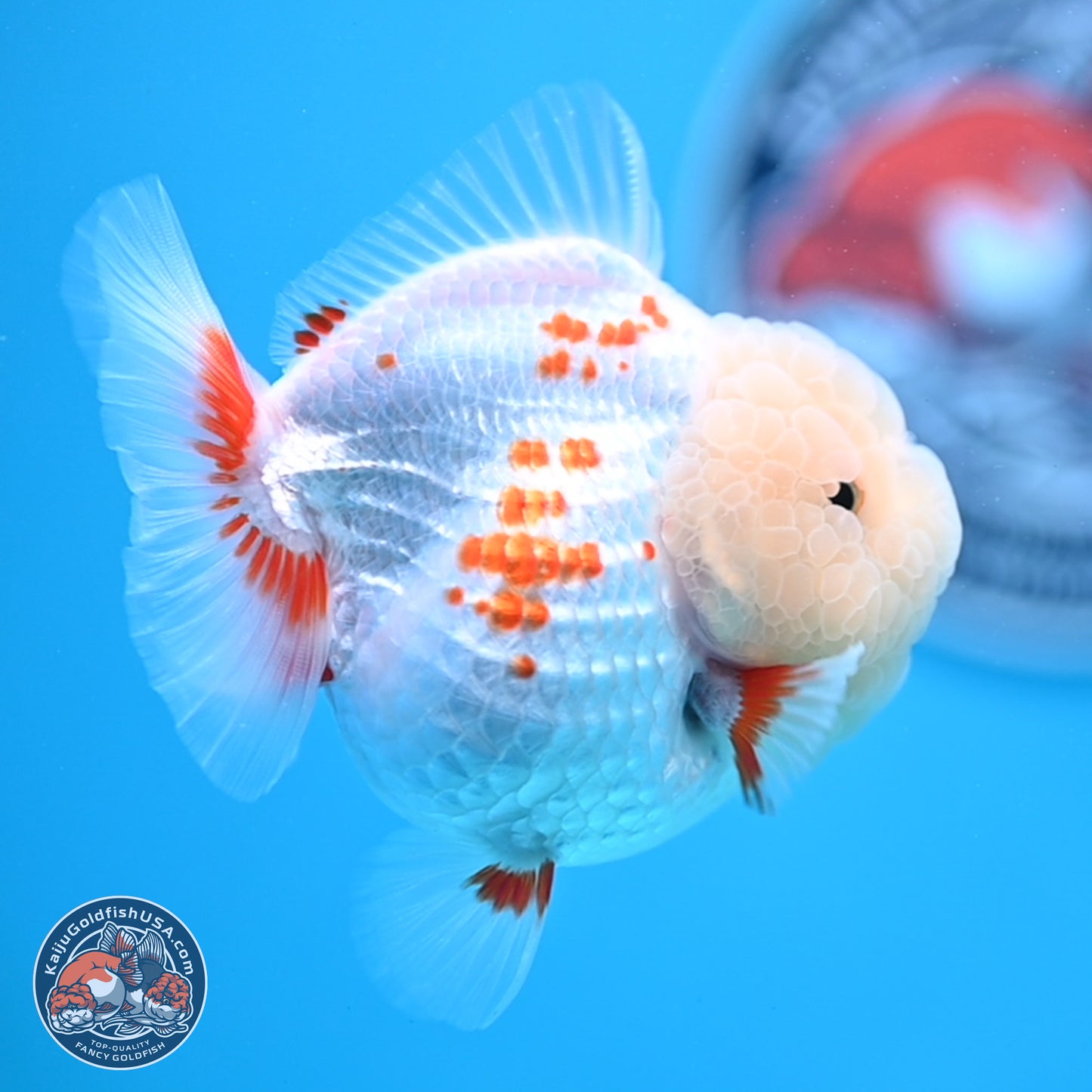 Jade Head Polkadot Red White YuanBao Oranda 3.5 inches Body - Female (250307_OR09)