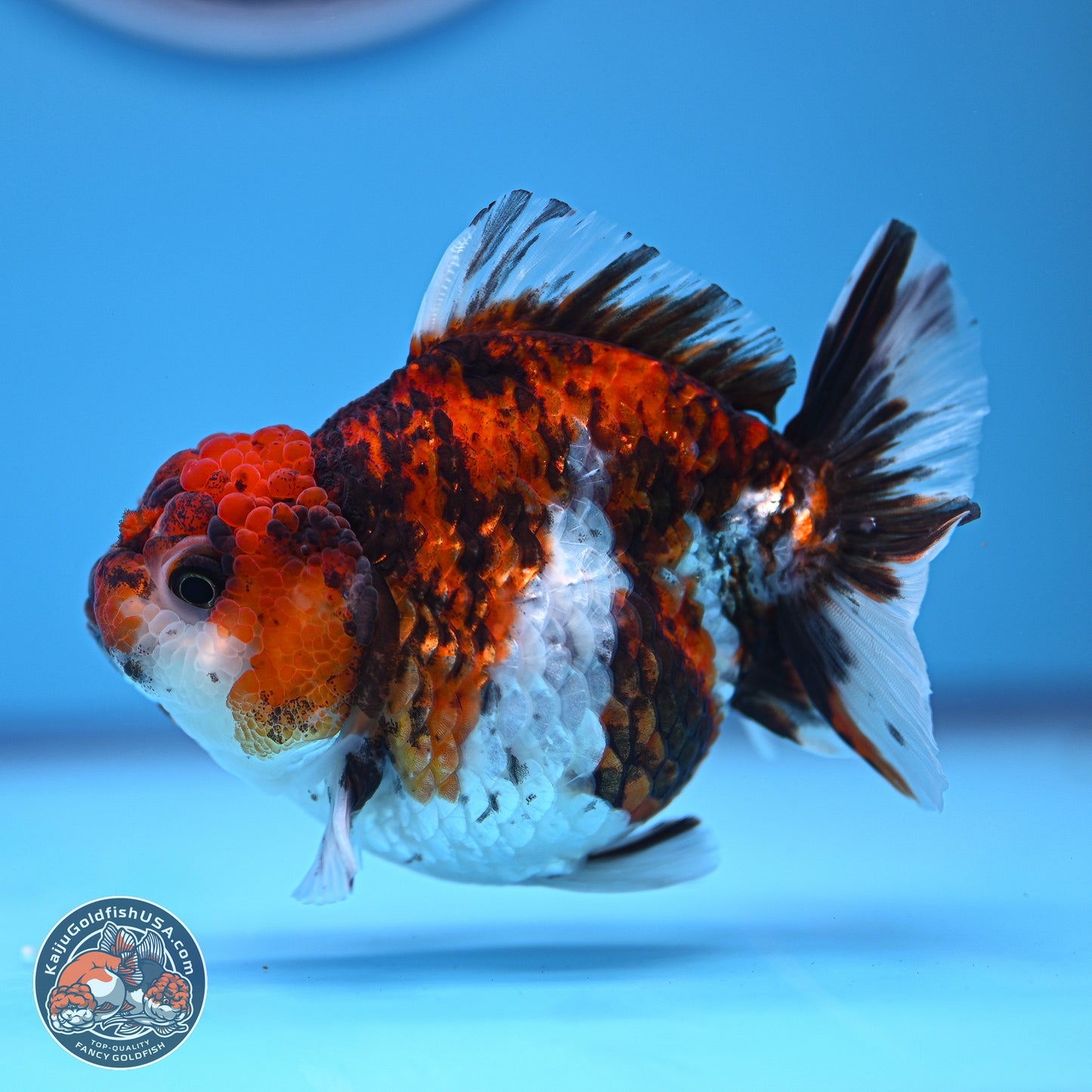 Tricolor Tiger YuanBao Oranda 3.5-4 inches (240920_OR09) - Kaiju Goldfish USA