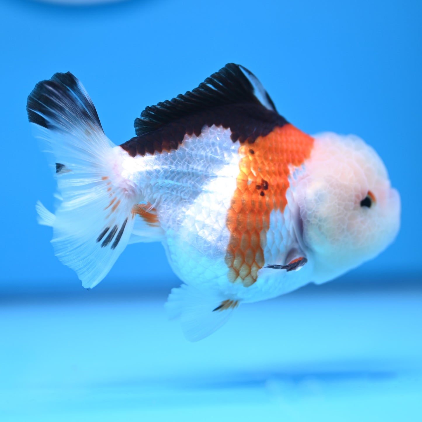 Tricolor Oranda 3.5-4 inches (241011_OR09) - Kaiju Goldfish USA