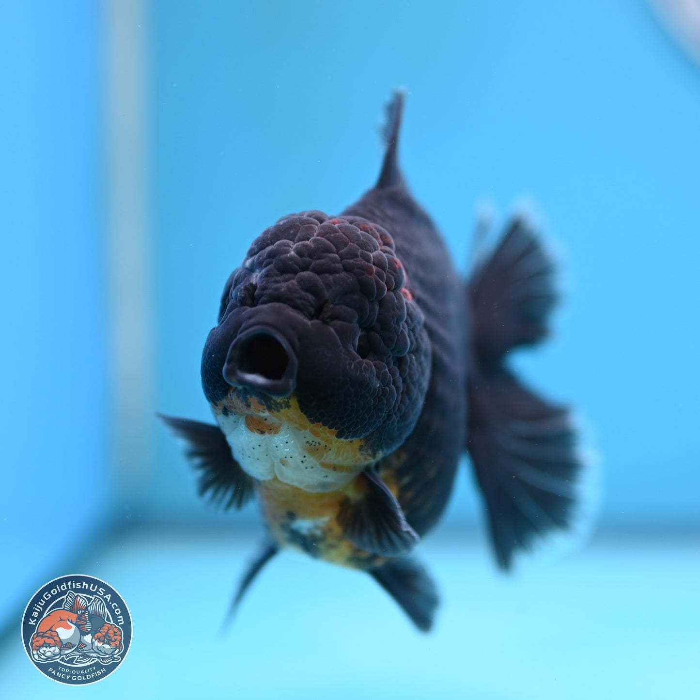 Kirin Rose Tail Oranda 5 inches (241025_OR9) - Kaiju Goldfish USA