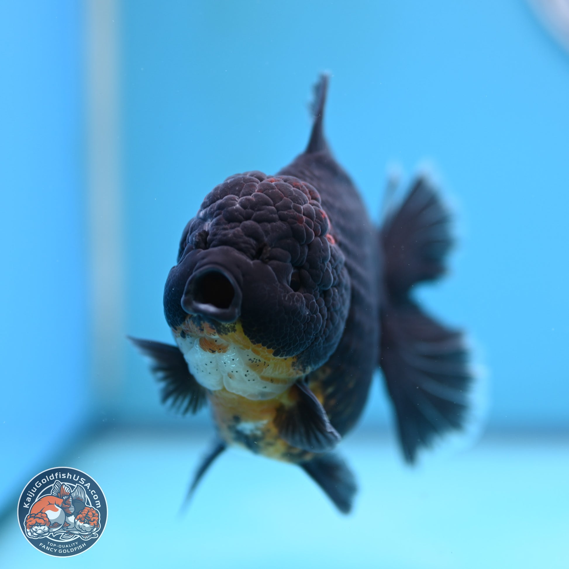 Kirin Rose Tail Oranda 5 inches (241025_OR9) - Kaiju Goldfish USA