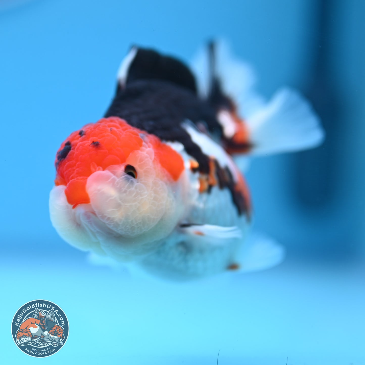 Tricolor Oranda 3.5-4.5 inches (240913_OR09) - Kaiju Goldfish USA