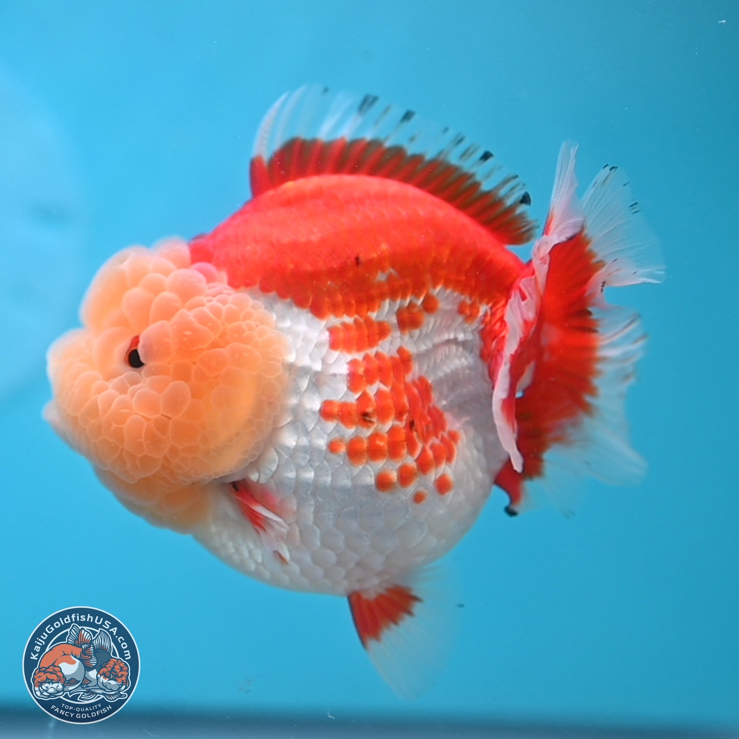 Jade Head Red White YuanBao Oranda 4 inches Body - Female (250131_OR09)