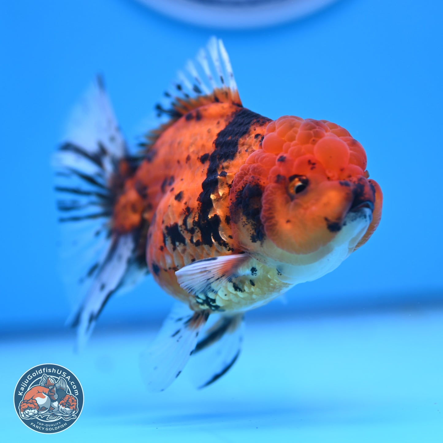 Shogun Tiger Rose Tail Oranda 3.75in Body (240802_OR09) - Kaiju Goldfish USA