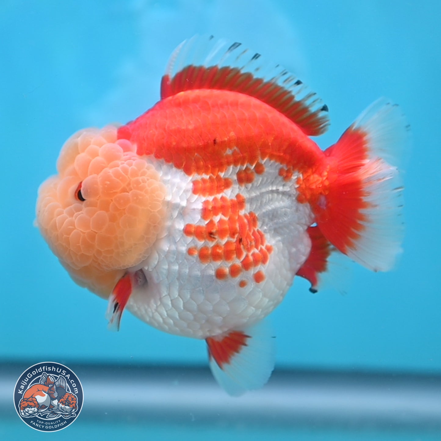 Jade Head Red White YuanBao Oranda 4 inches Body - Female (250131_OR09)