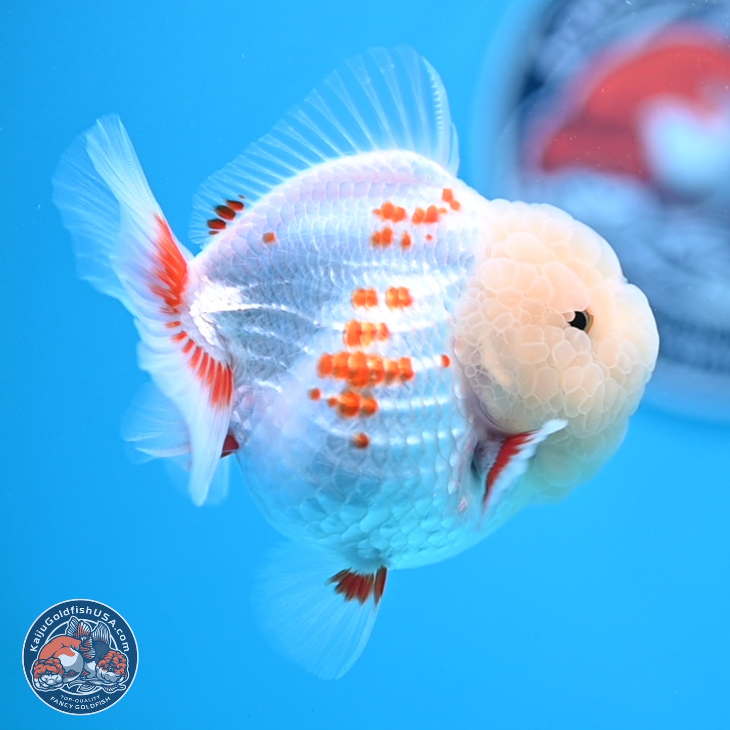 Jade Head Polkadot Red White YuanBao Oranda 3.5 inches Body - Female (250307_OR09)