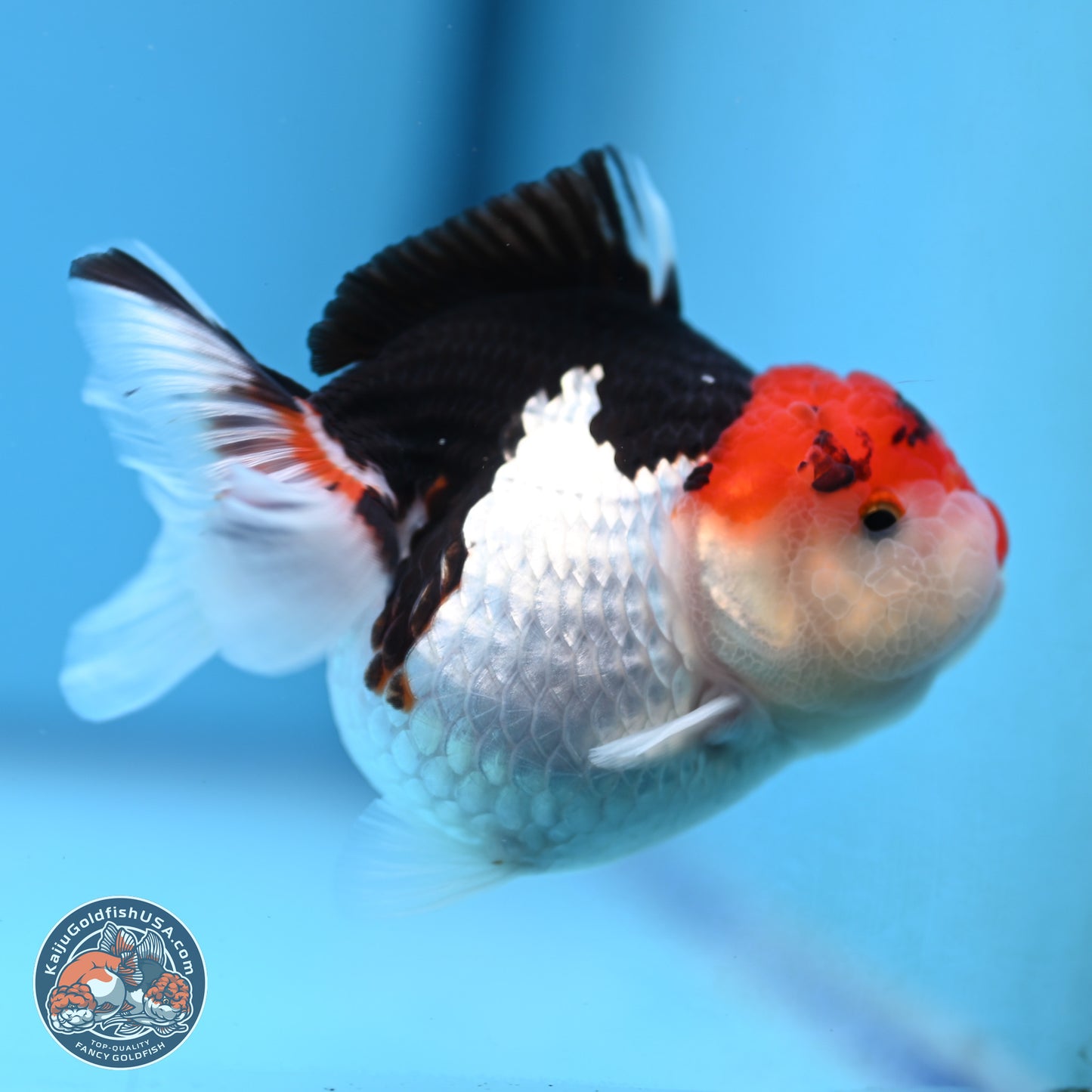 Tricolor Oranda 3.5-4.5 inches (240913_OR09) - Kaiju Goldfish USA