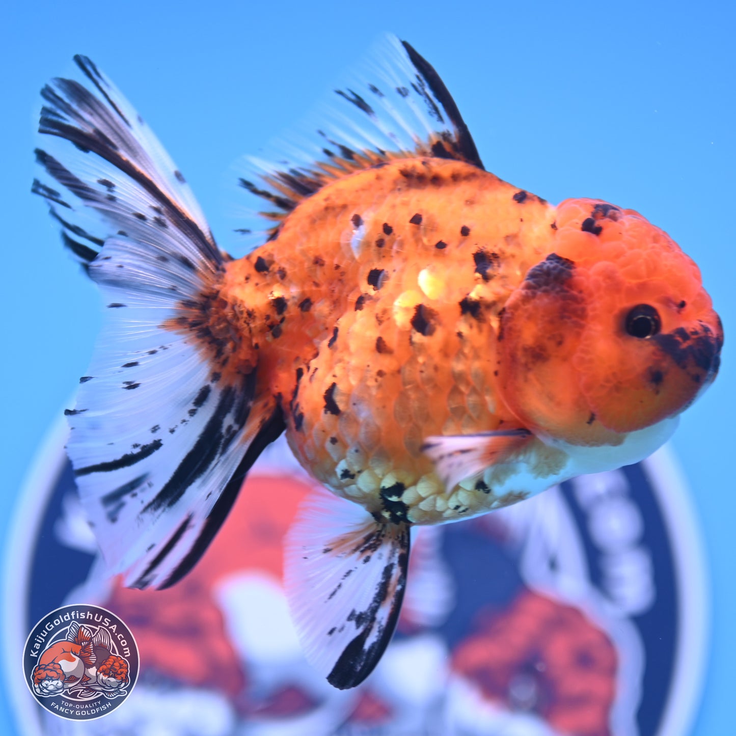 Shogun Tricolor Rose Tail Oranda 3.5in Body (240816_OR09) - Kaiju Goldfish USA