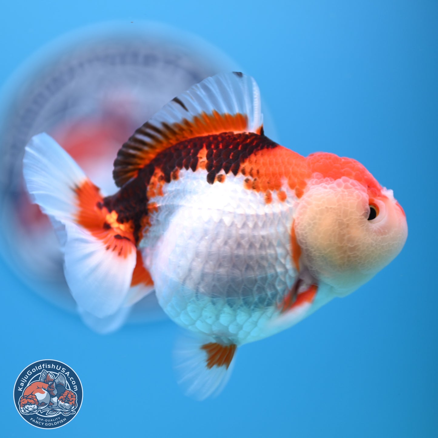 Tricolor Oranda 3.5-4.5 inches (241004_OR09) - Kaiju Goldfish USA