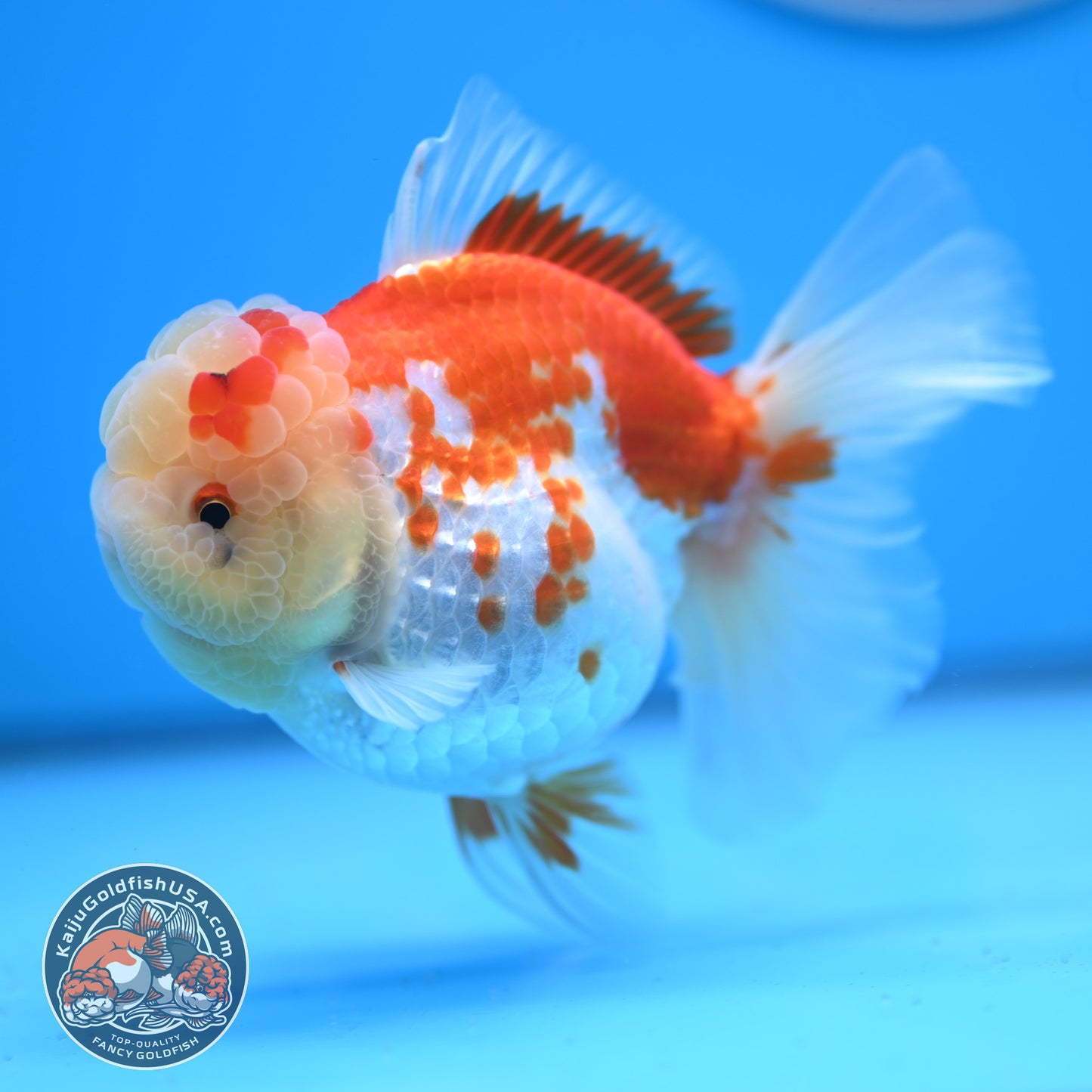 Red White Rose Tail Oranda 3.5 inches Body (250523_OR09)