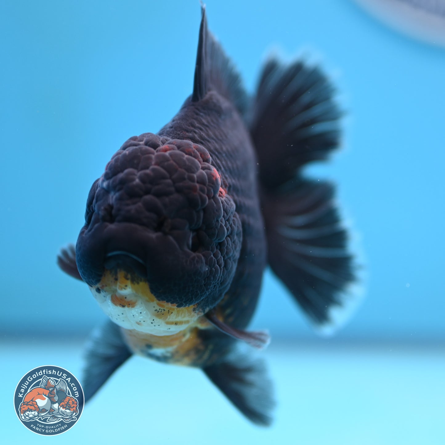 Kirin Rose Tail Oranda 5 inches (241025_OR9) - Kaiju Goldfish USA