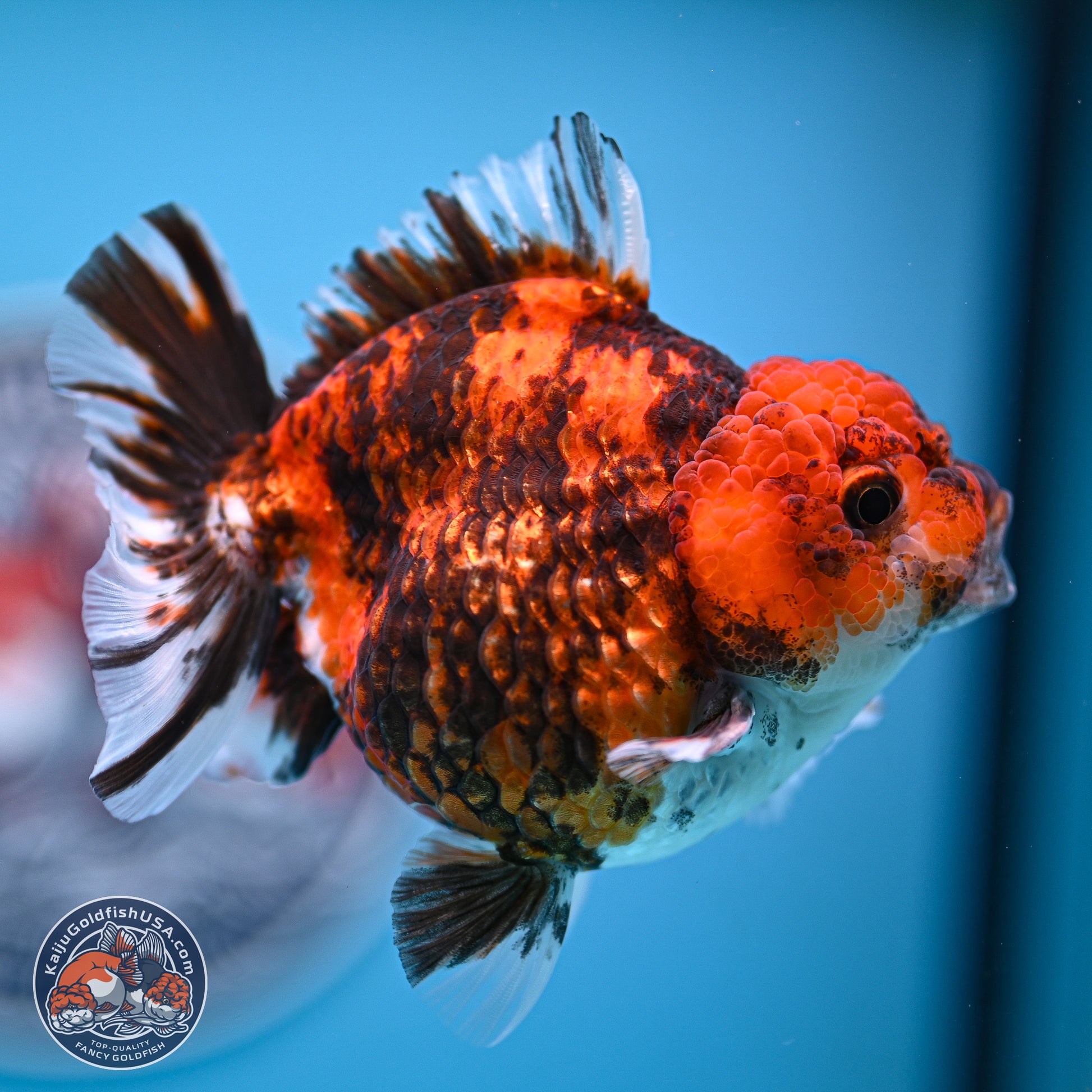 Tricolor Tiger YuanBao Oranda 3.5-4 inches (240920_OR09) - Kaiju Goldfish USA