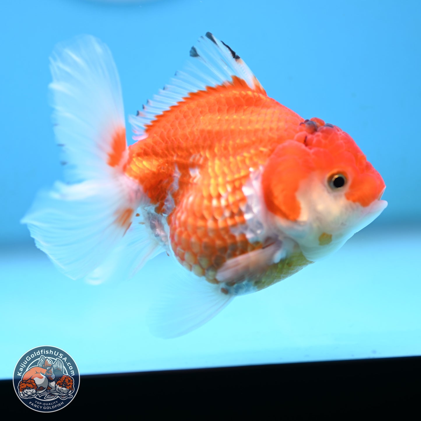 Red White YuanBao Oranda 3.5 inches Body - Female (250117_OR09) - Kaiju Goldfish USA