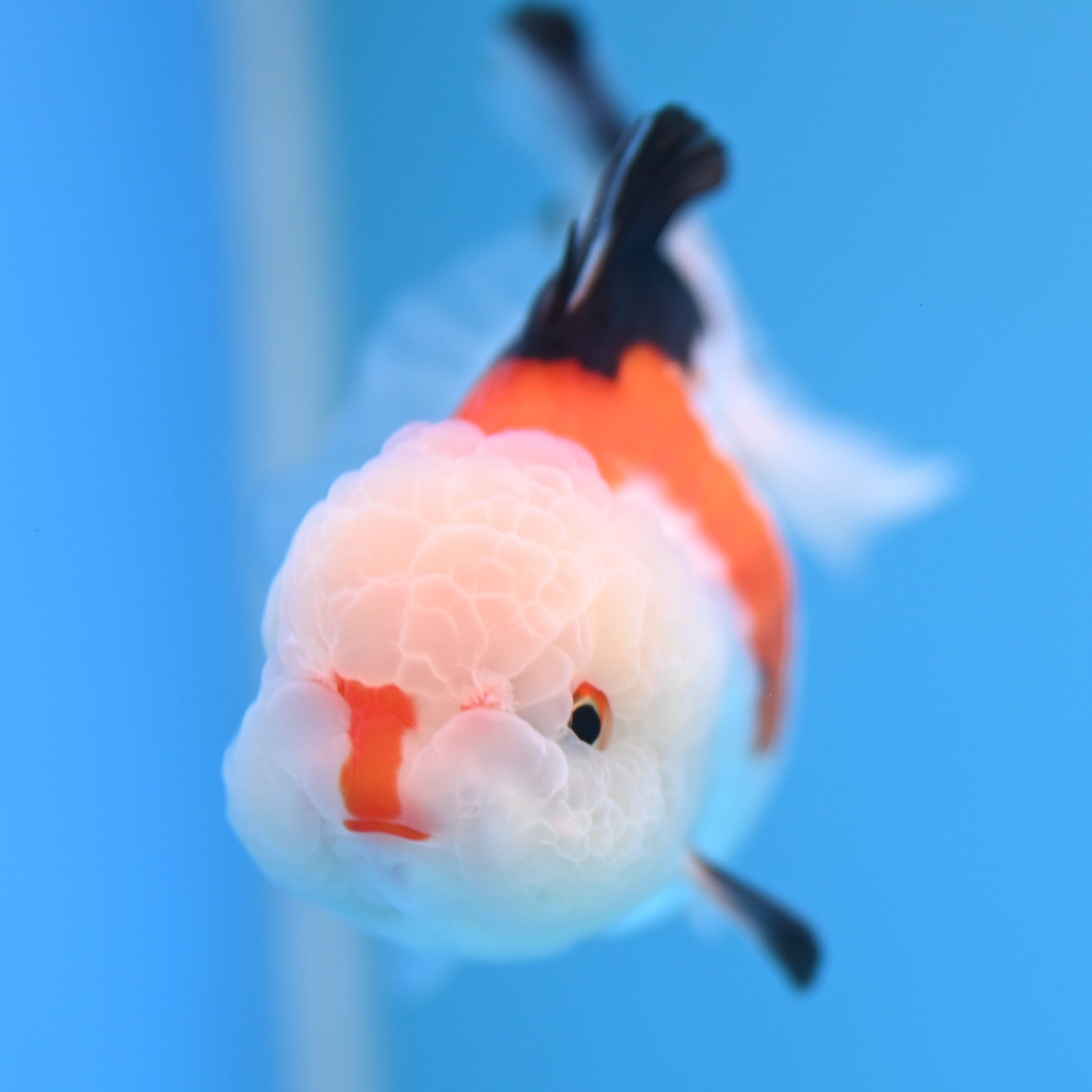 Tricolor Oranda 3.5-4 inches (241011_OR09) - Kaiju Goldfish USA