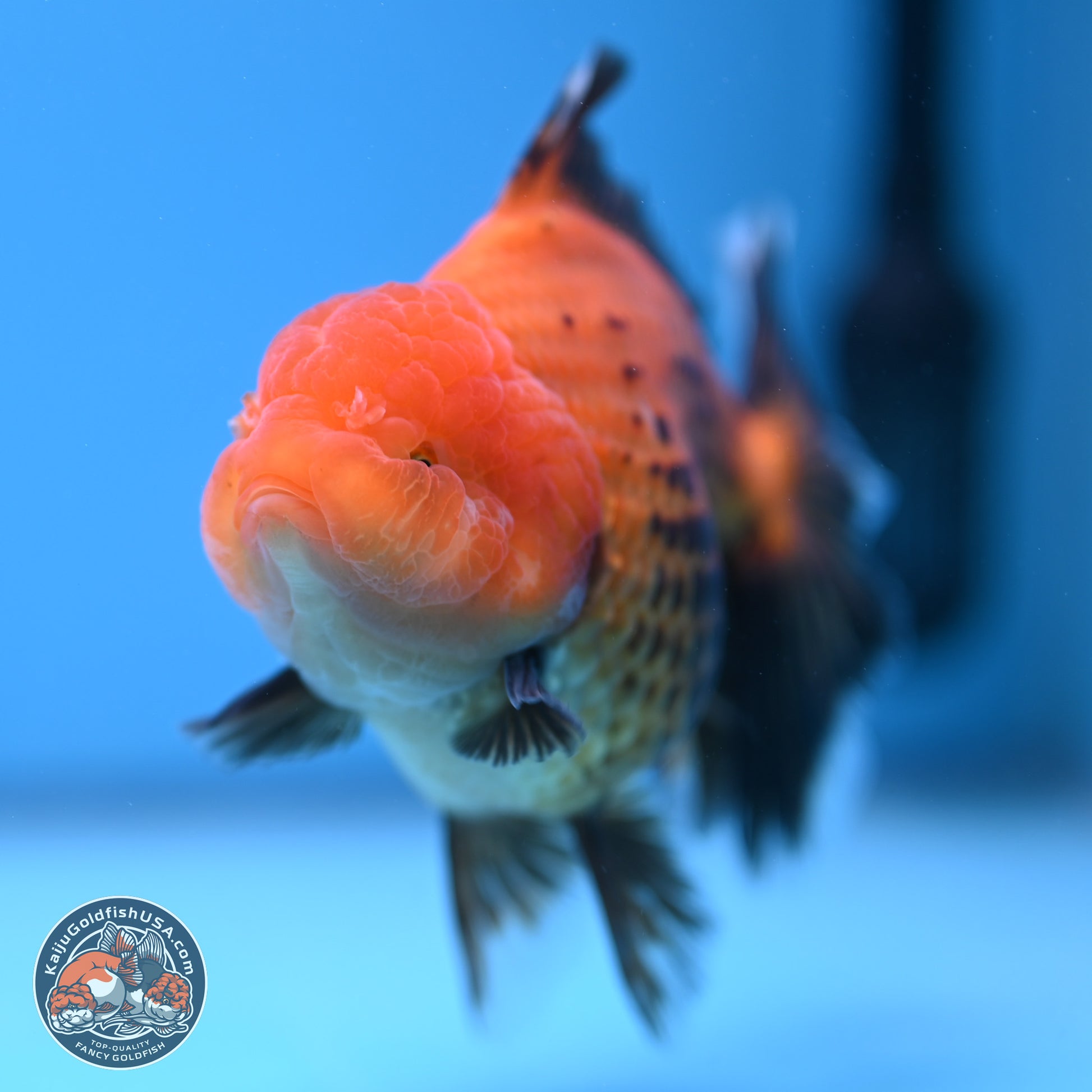 Apache Broad Tail Oranda 5 inches - Female (241115_OR09) - Kaiju Goldfish USA