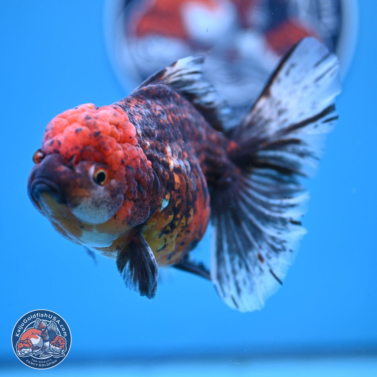 Red Kirin Rose Tail Oranda 6 inches - Female (241122_OR09) - Kaiju Goldfish USA