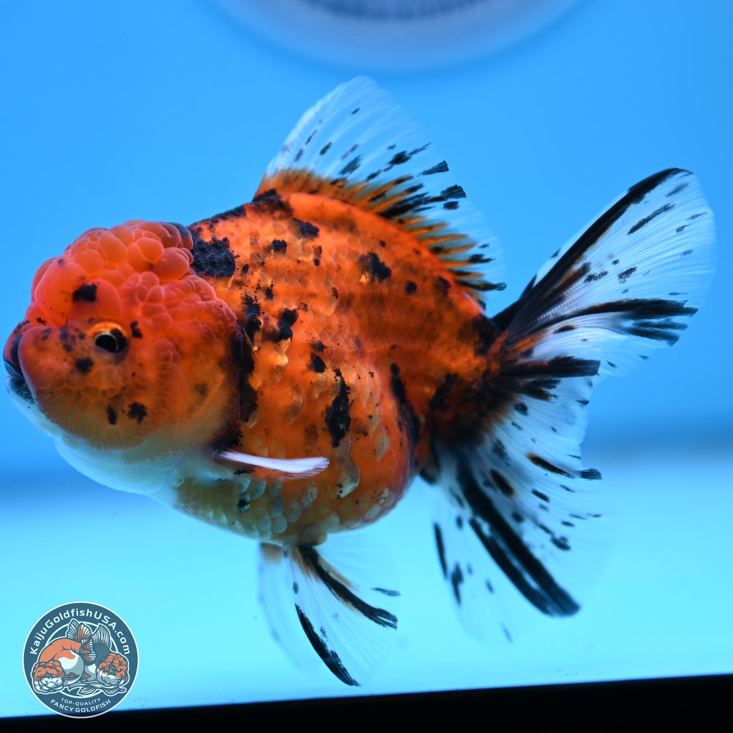 Shogun Tiger Rose Tail Oranda 3.75in Body (240802_OR09) - Kaiju Goldfish USA