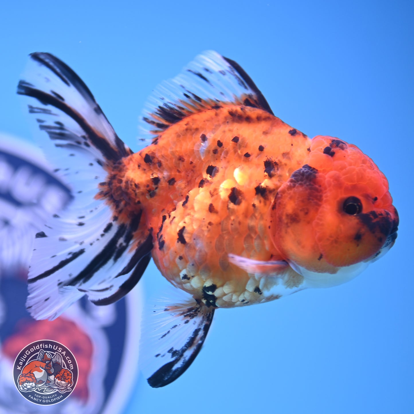 Shogun Tricolor Rose Tail Oranda 3.5in Body (240816_OR09) - Kaiju Goldfish USA