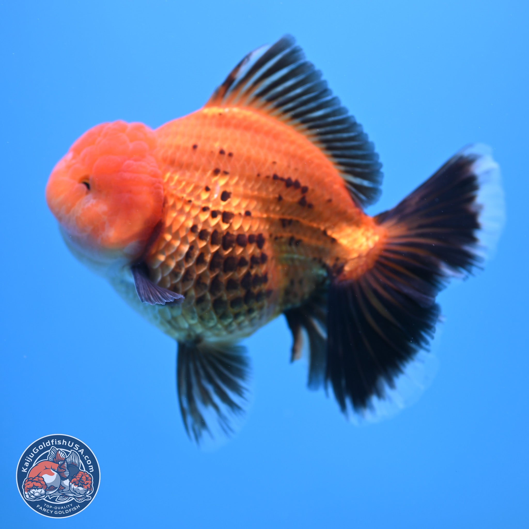 Apache Broad Tail Oranda Goldfish for Sale | Kaiju Goldfish USA