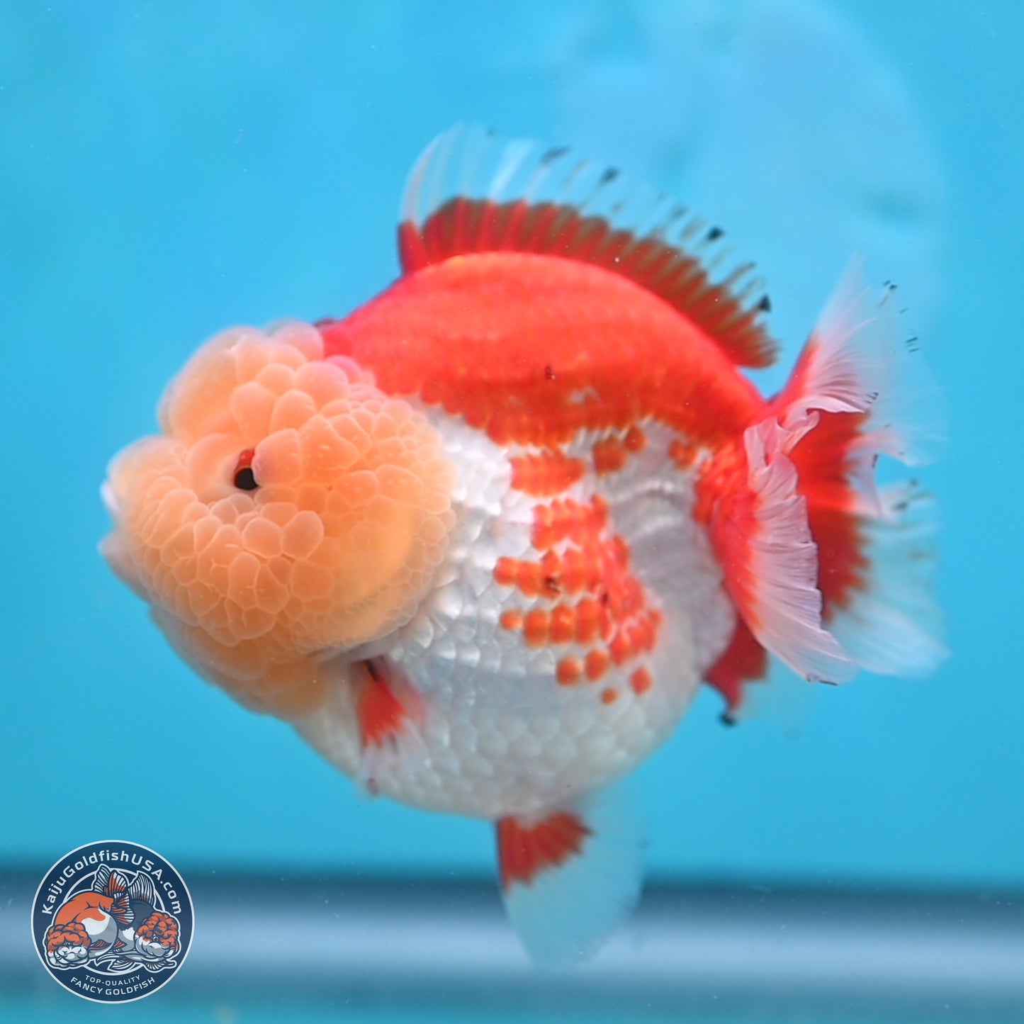 Jade Head Red White YuanBao Oranda 4 inches Body - Female (250131_OR09)