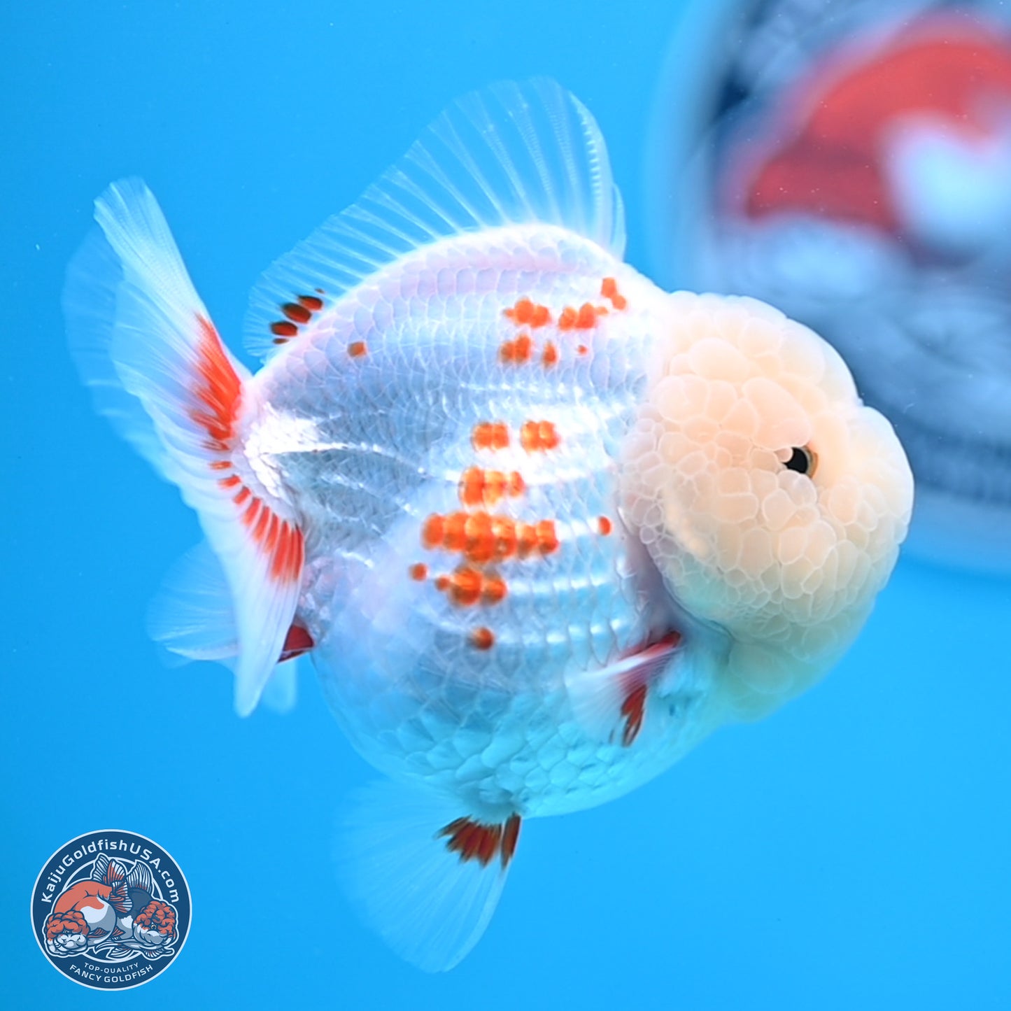 Jade Head Polkadot Red White YuanBao Oranda 3.5 inches Body - Female (250307_OR09)