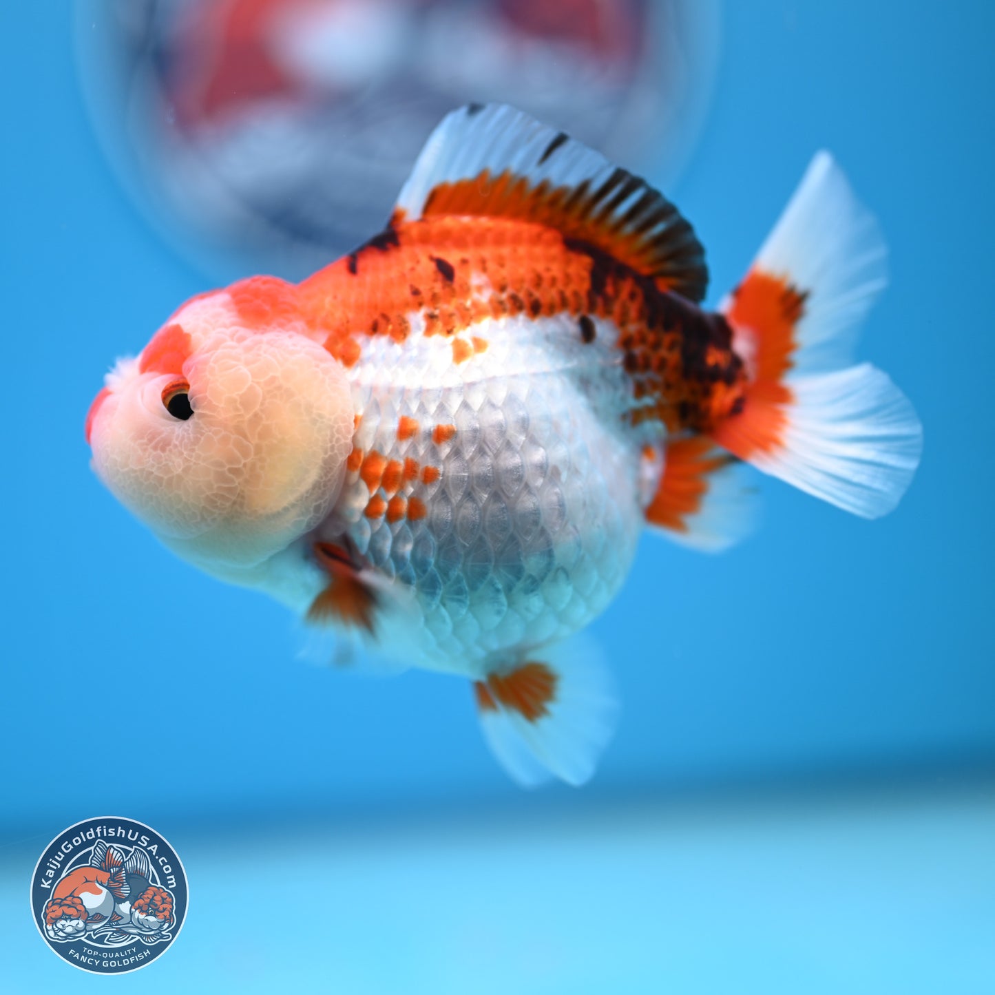 Tricolor Oranda 3.5-4.5 inches (241004_OR09) - Kaiju Goldfish USA