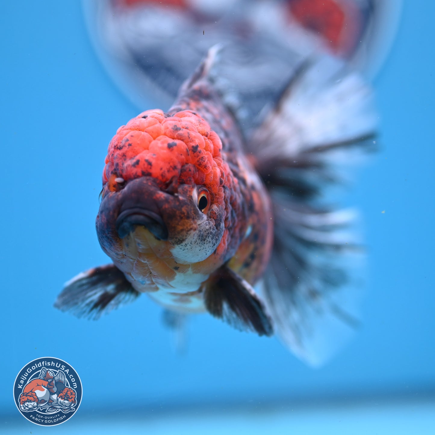 Red Kirin Rose Tail Oranda 6 inches - Female (241122_OR09) - Kaiju Goldfish USA