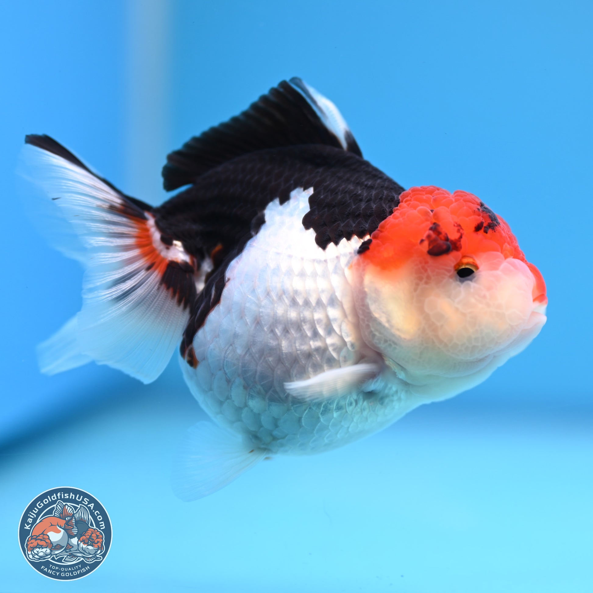 Tricolor Oranda 3.5-4.5 inches (240913_OR09) - Kaiju Goldfish USA